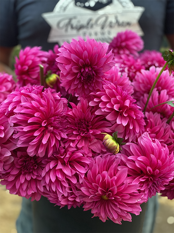 Legacy Collection – Page 3 – Triple Wren Farms