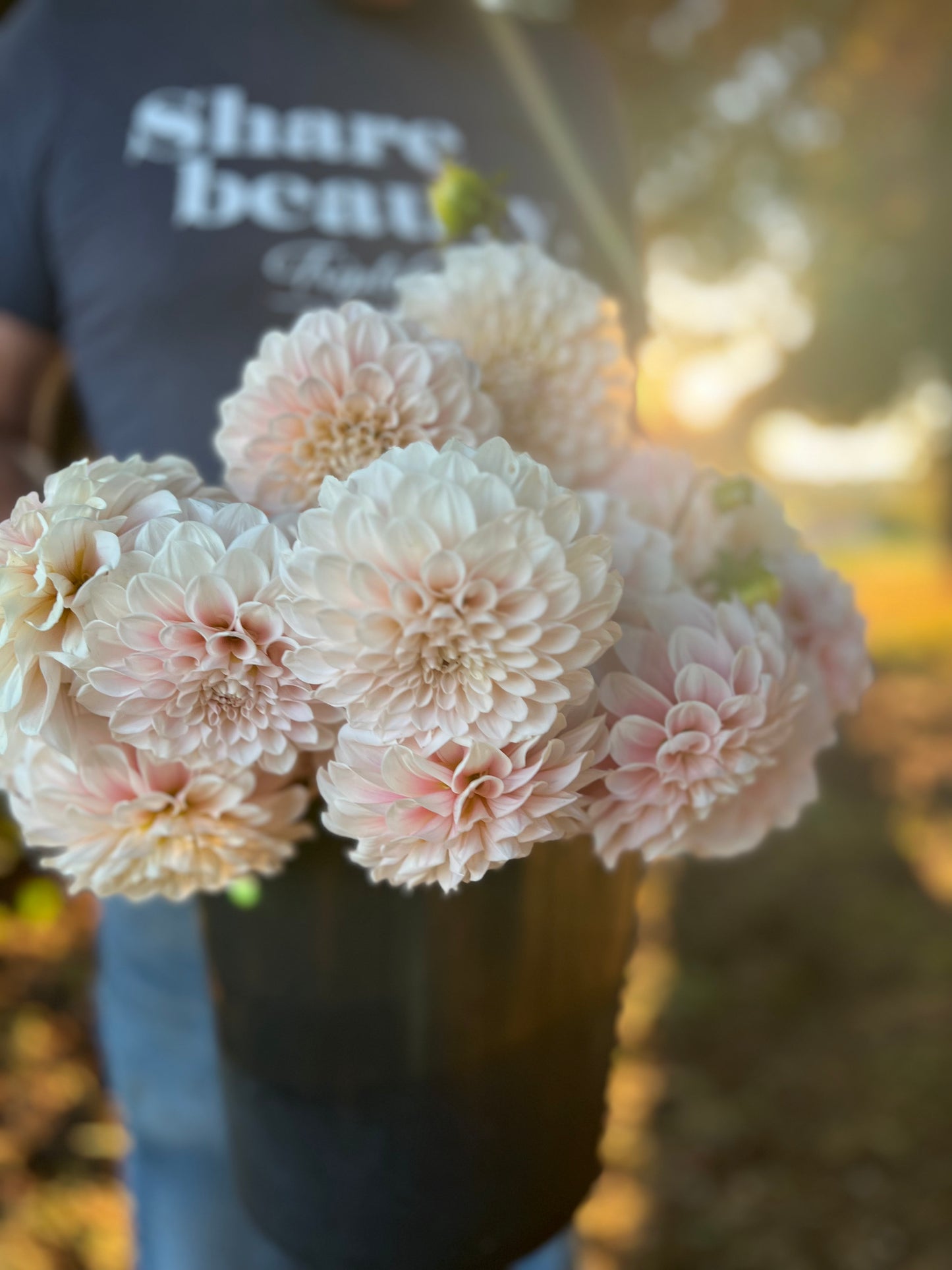 Sweet Nathalie Dahlia Tuber