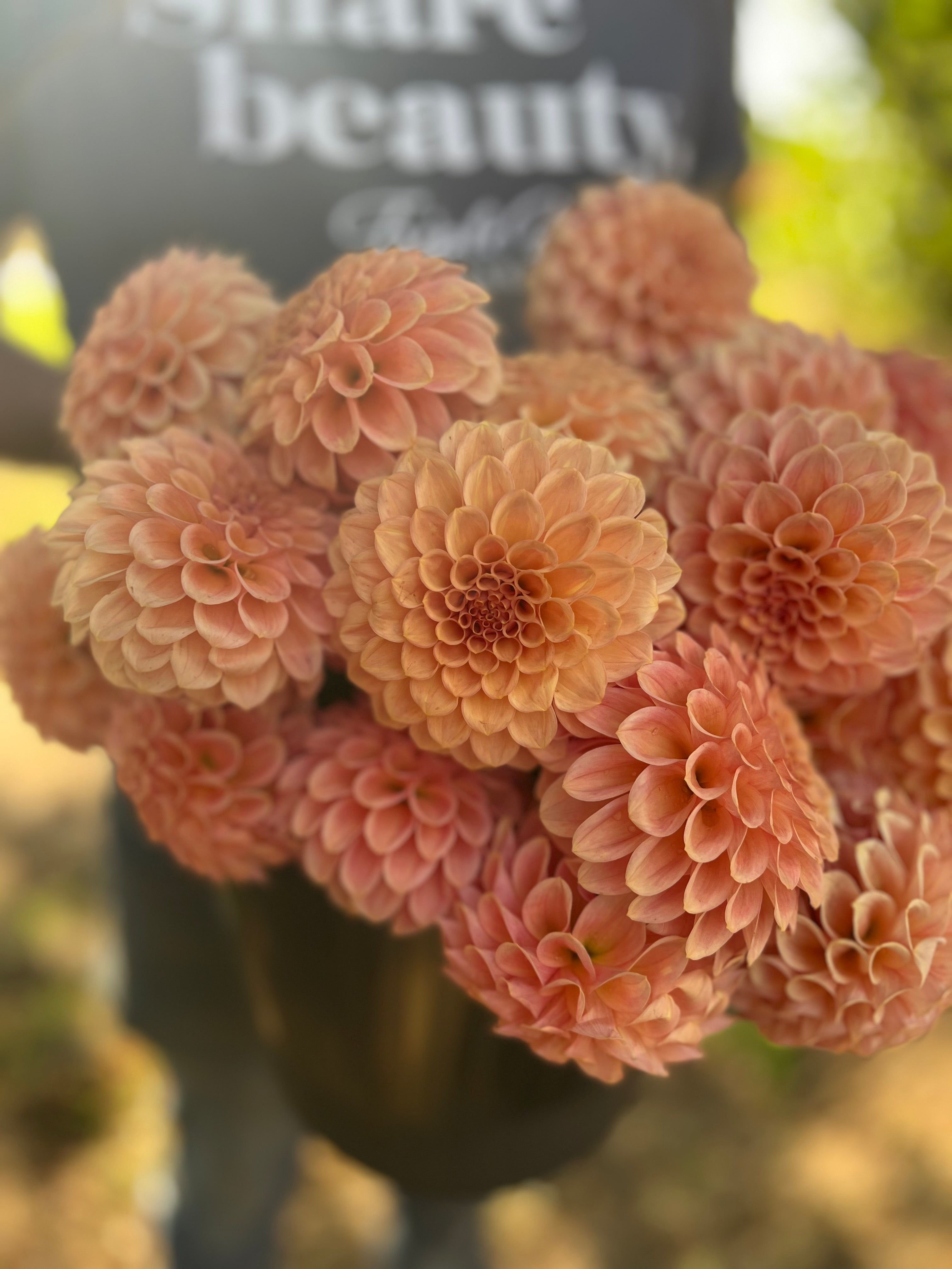 Rock Run Ashley Dahlia Tuber – Triple Wren Farms