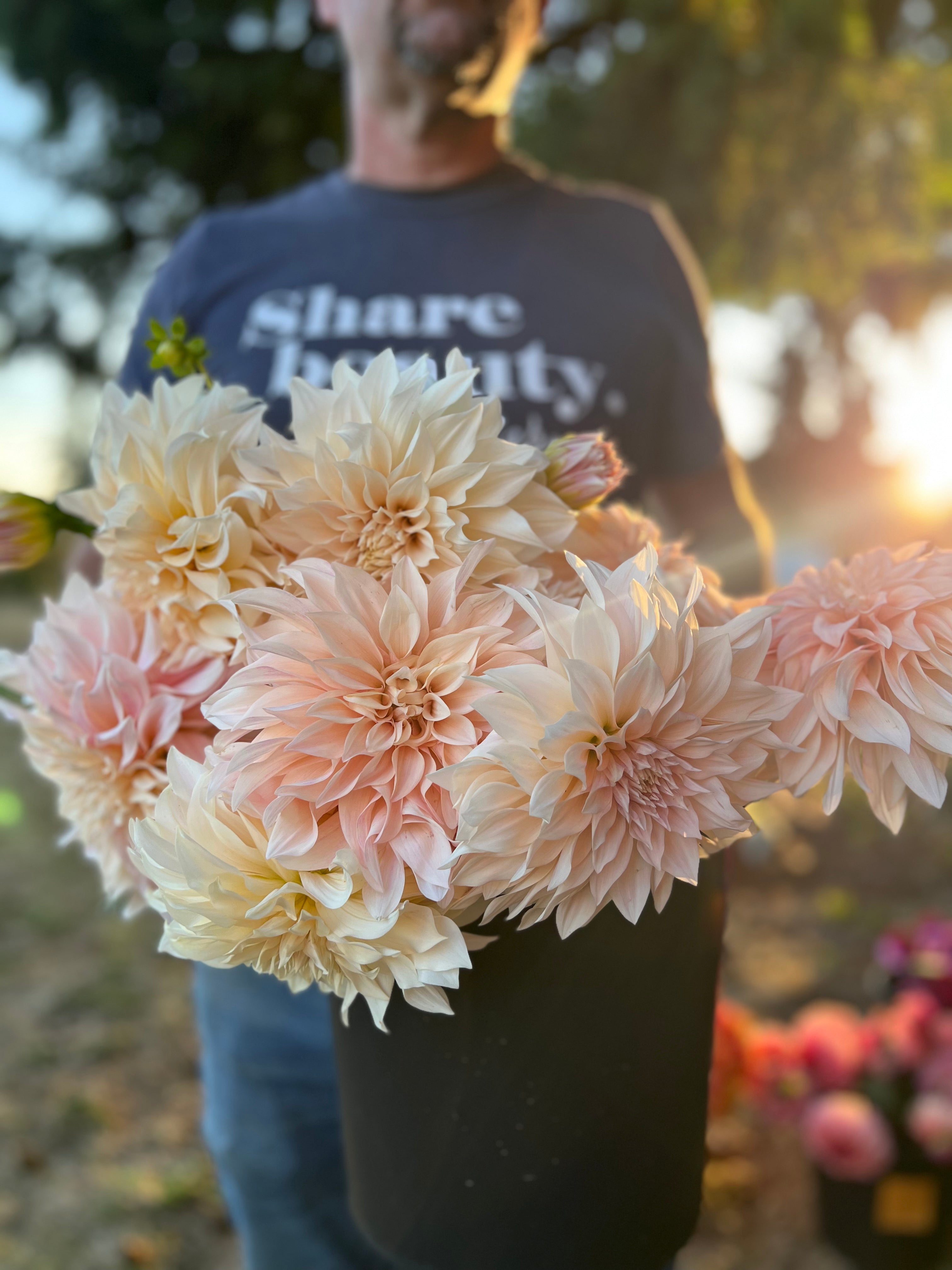 dahlia seeds cafe au lait Café au Lait Dahlia Tuber