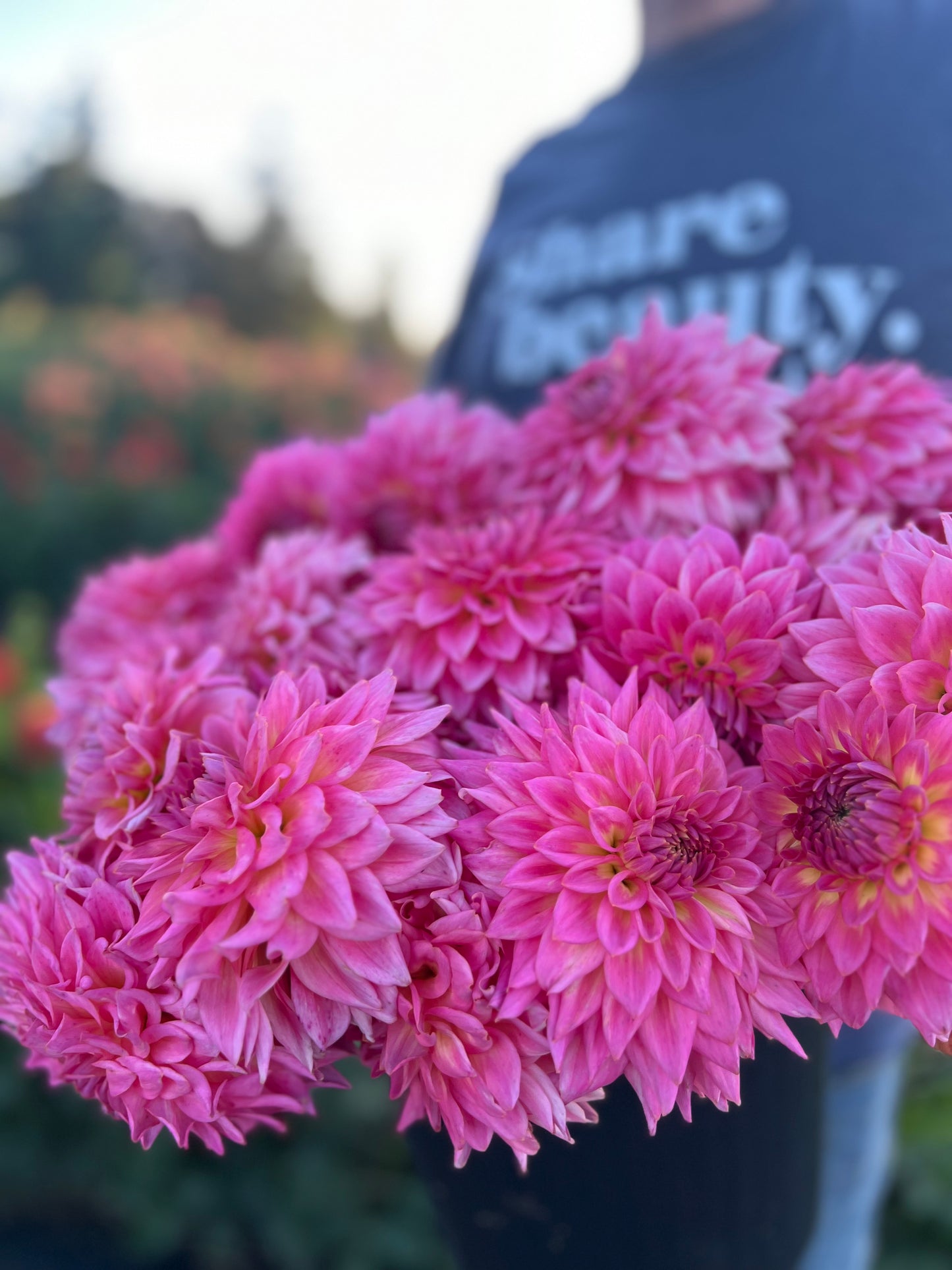 Bloomquist Parasol dahlias from Triple Wren Farms