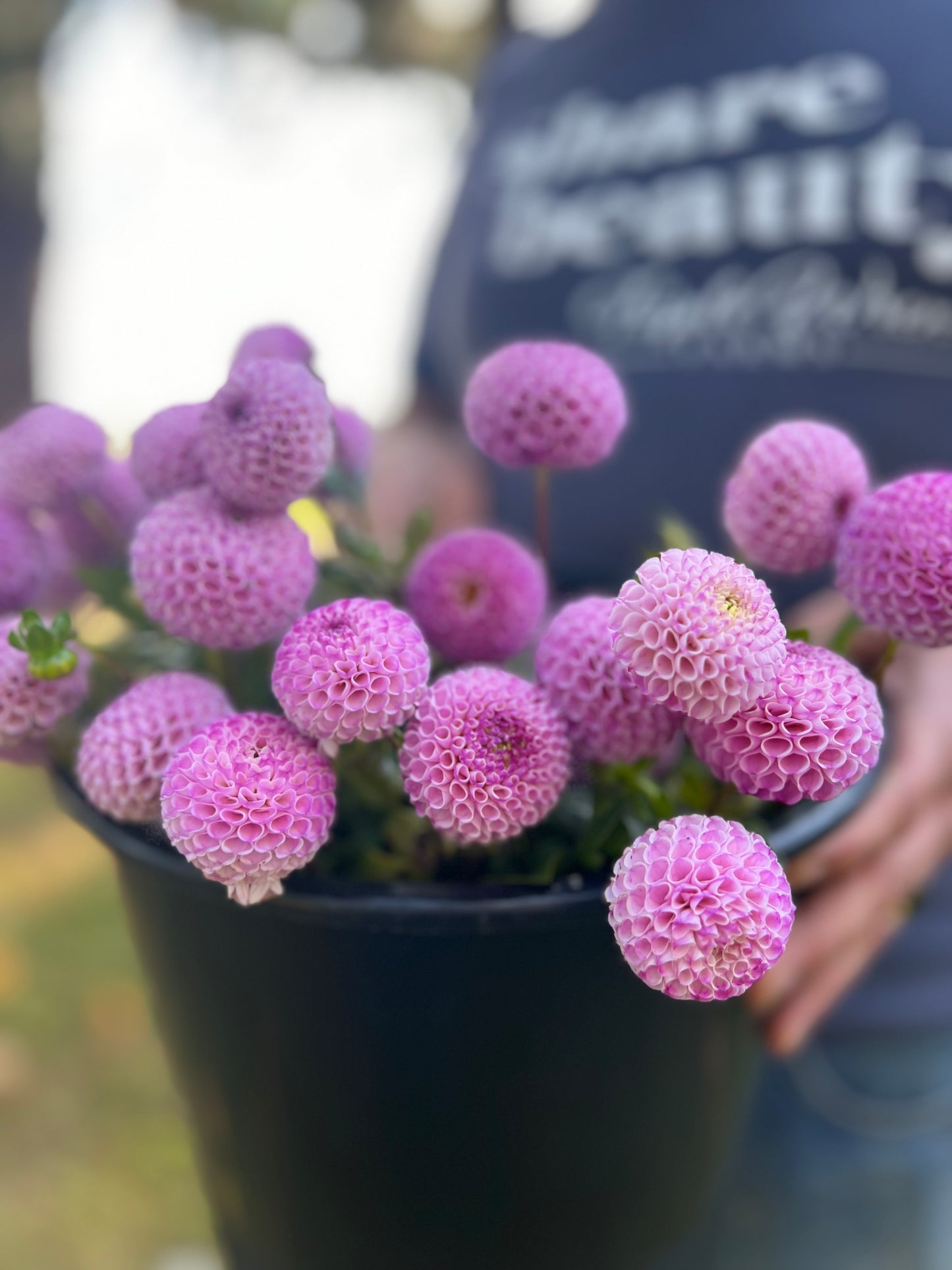 buy Irish Speckles Dahlia Tuber from Triple Wren Farms for your home garden