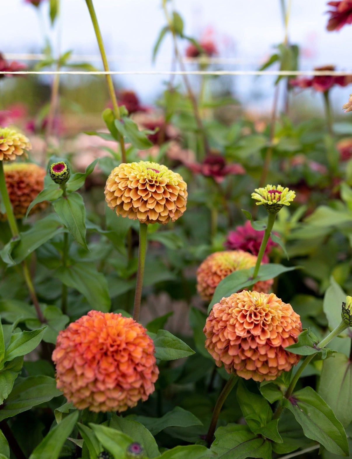 Zinnia Seeds "Triple Wren Antiques” (20 seeds)