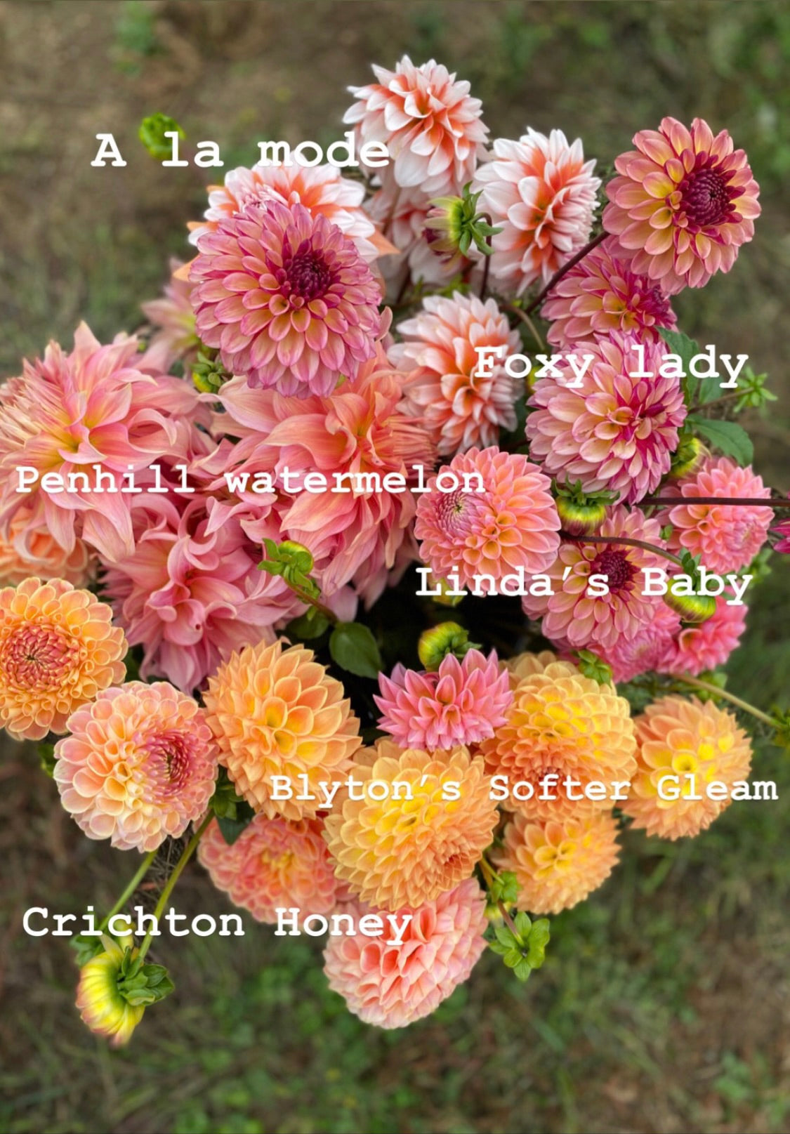 Mother's Day Dahlia Tuber Collection (Free Shipping May 2024)