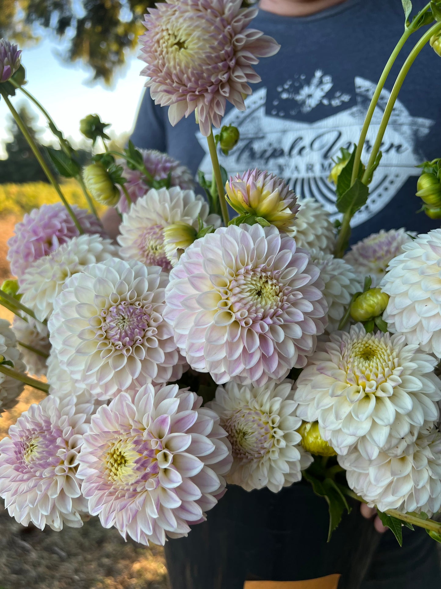 Tahoma Kelli Dahlia Tuber