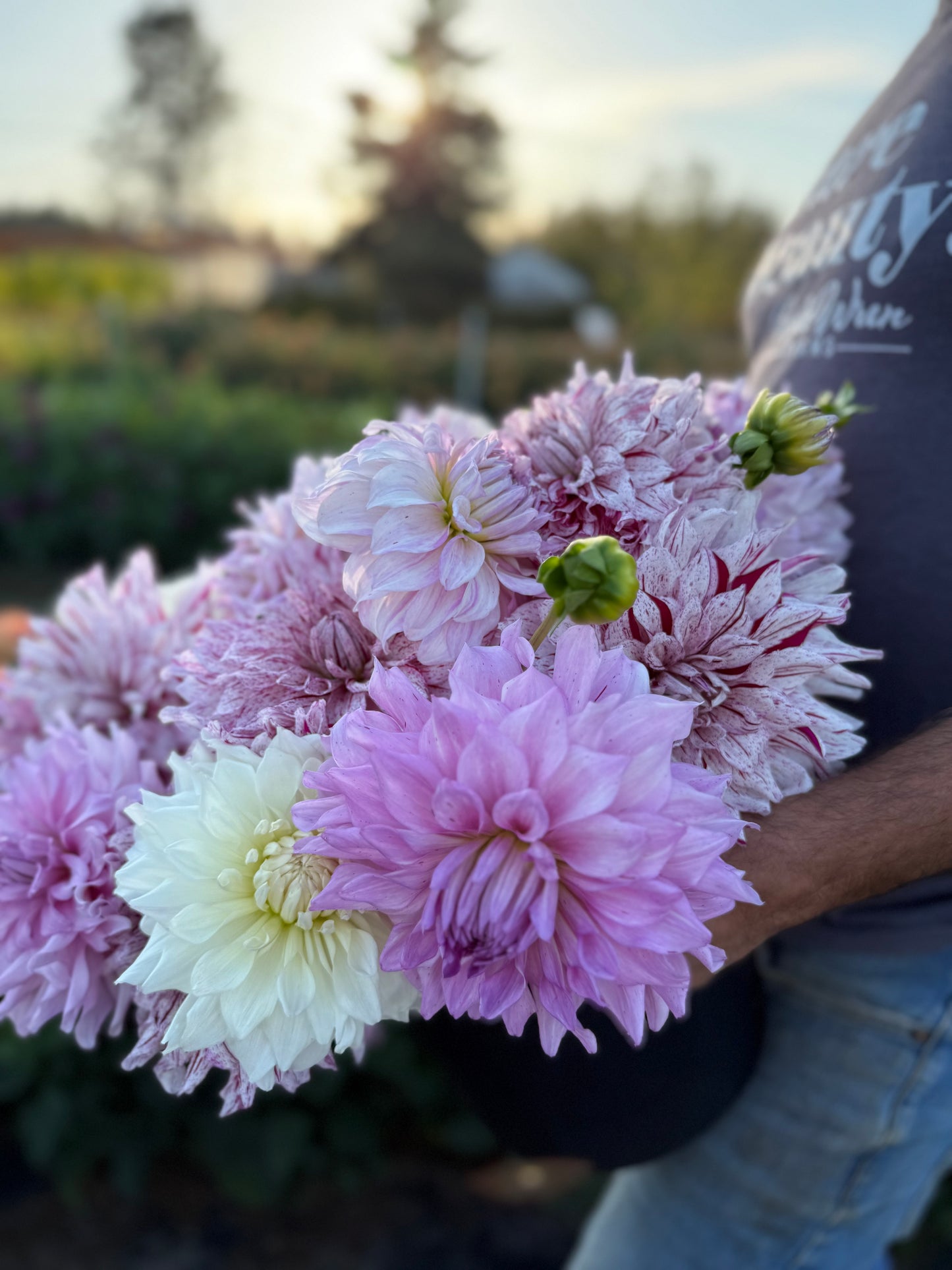 AC Paint Dahlia Tuber