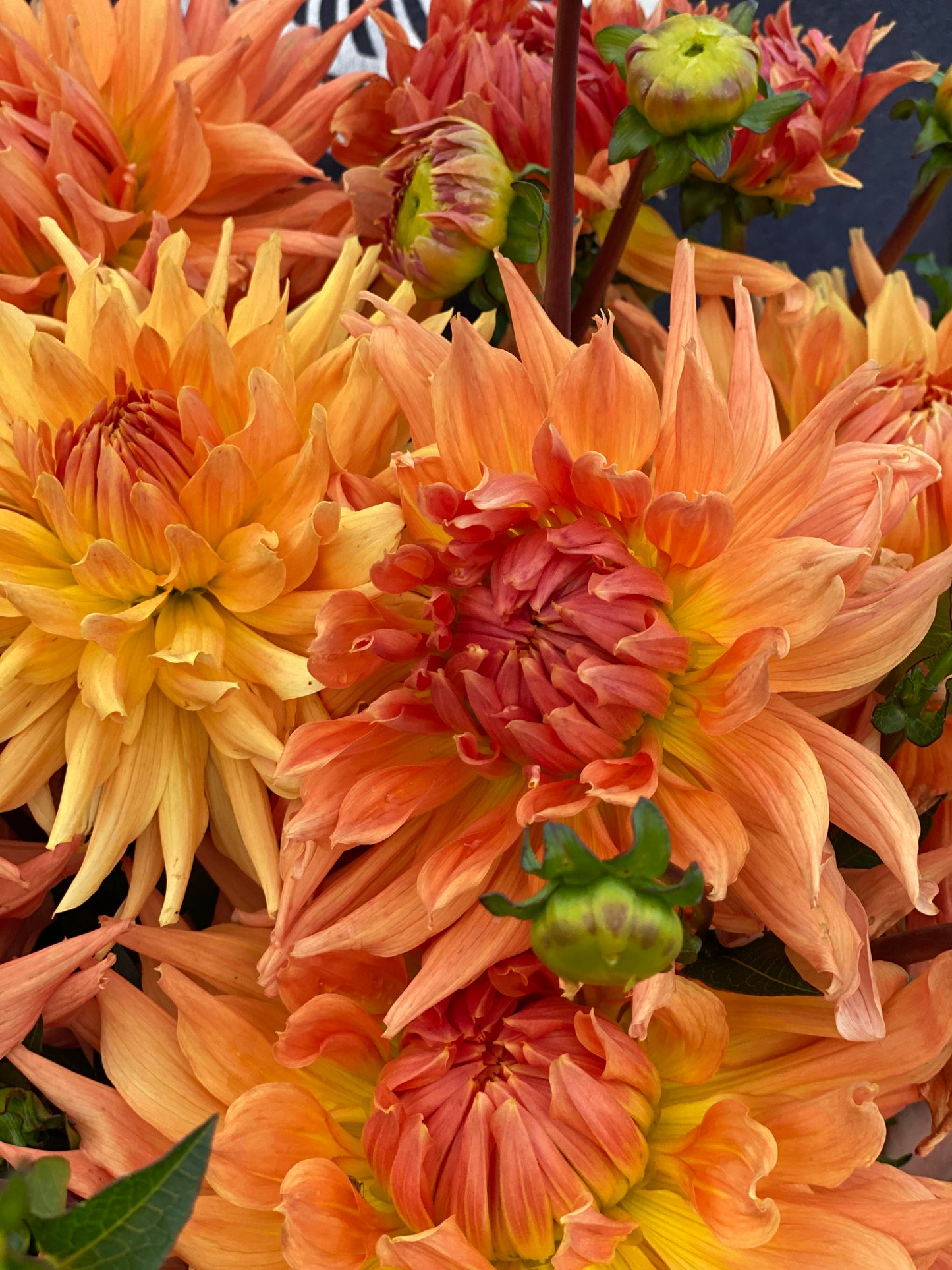 Close-up of a dense cluster of dahlia flowers in warm fall tones, including orange, peach, yellow, and coral petals with a few green buds visible.
