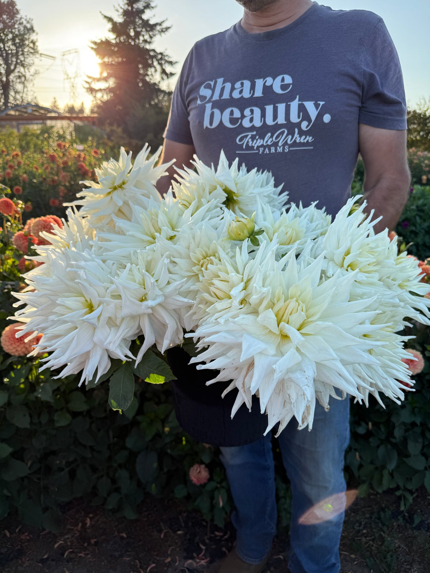 AC Great White Dahlia Tuber