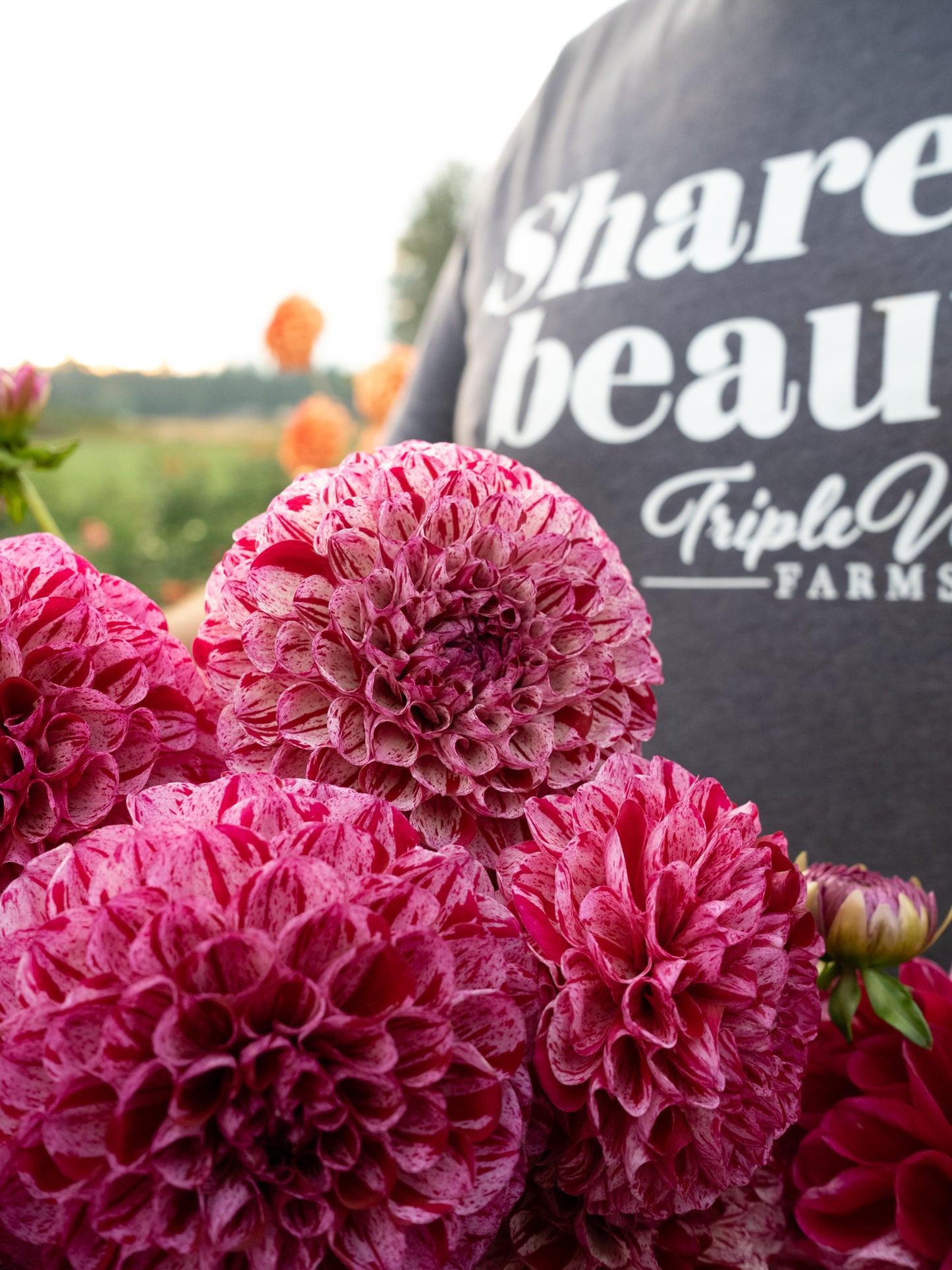 Buy AC White Rabbit dahlia tubers from Triple Wren Farms