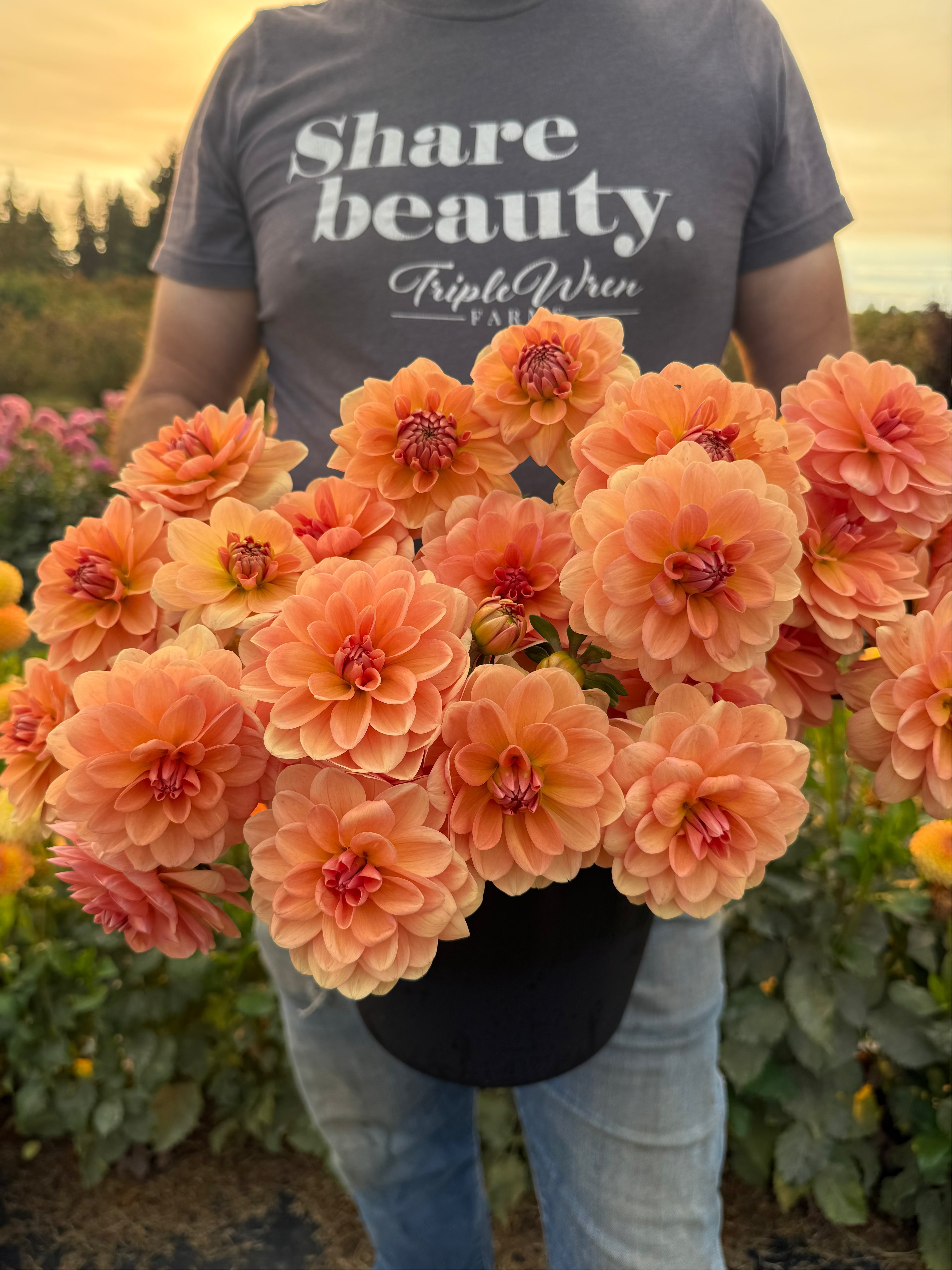 Apricot Desire Dahlia Tuber – Triple Wren Farms