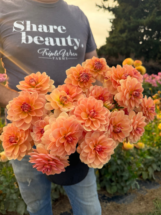Apricot Desire Dahlia Tuber