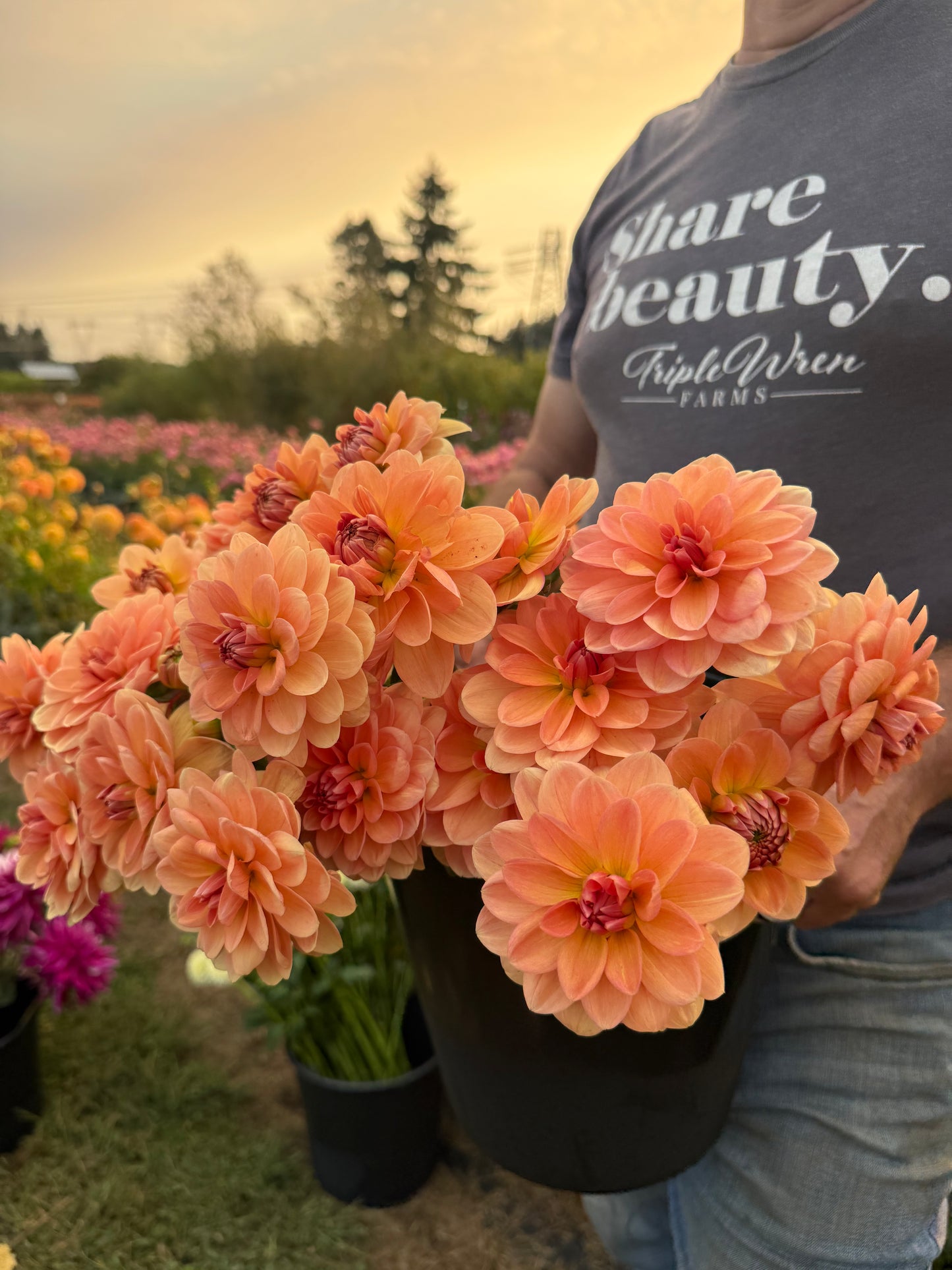 Apricot Desire Dahlia Tuber