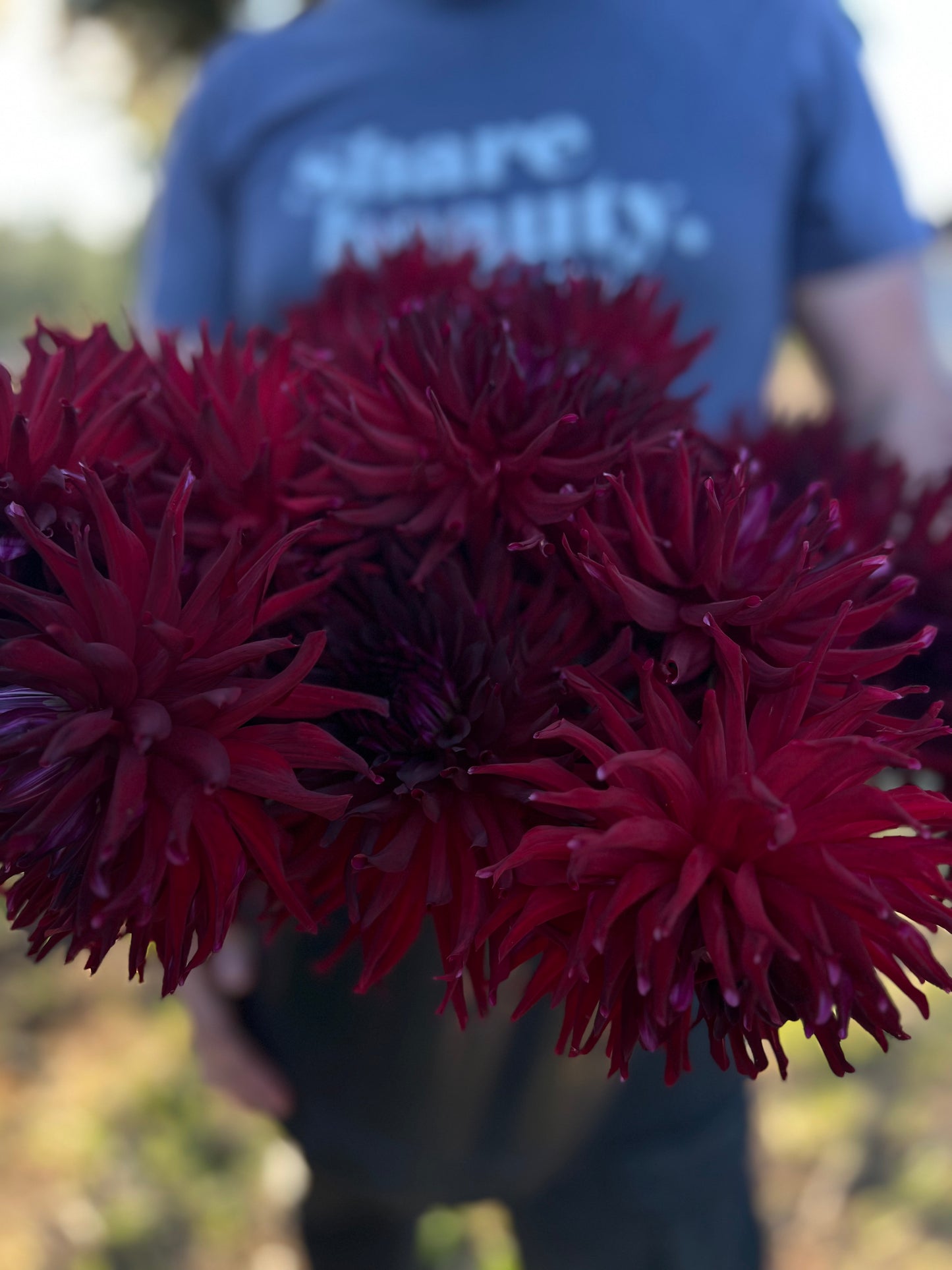 buy Bloomquist Quill Dahlia Tubers from Triple Wren Farms for your home garden