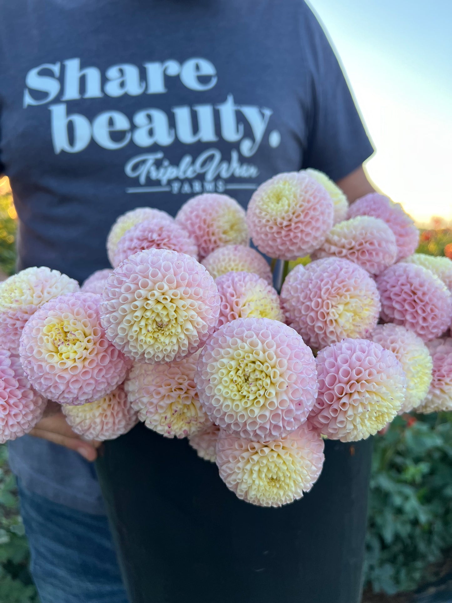 Irish D Porter Dahlia Tuber