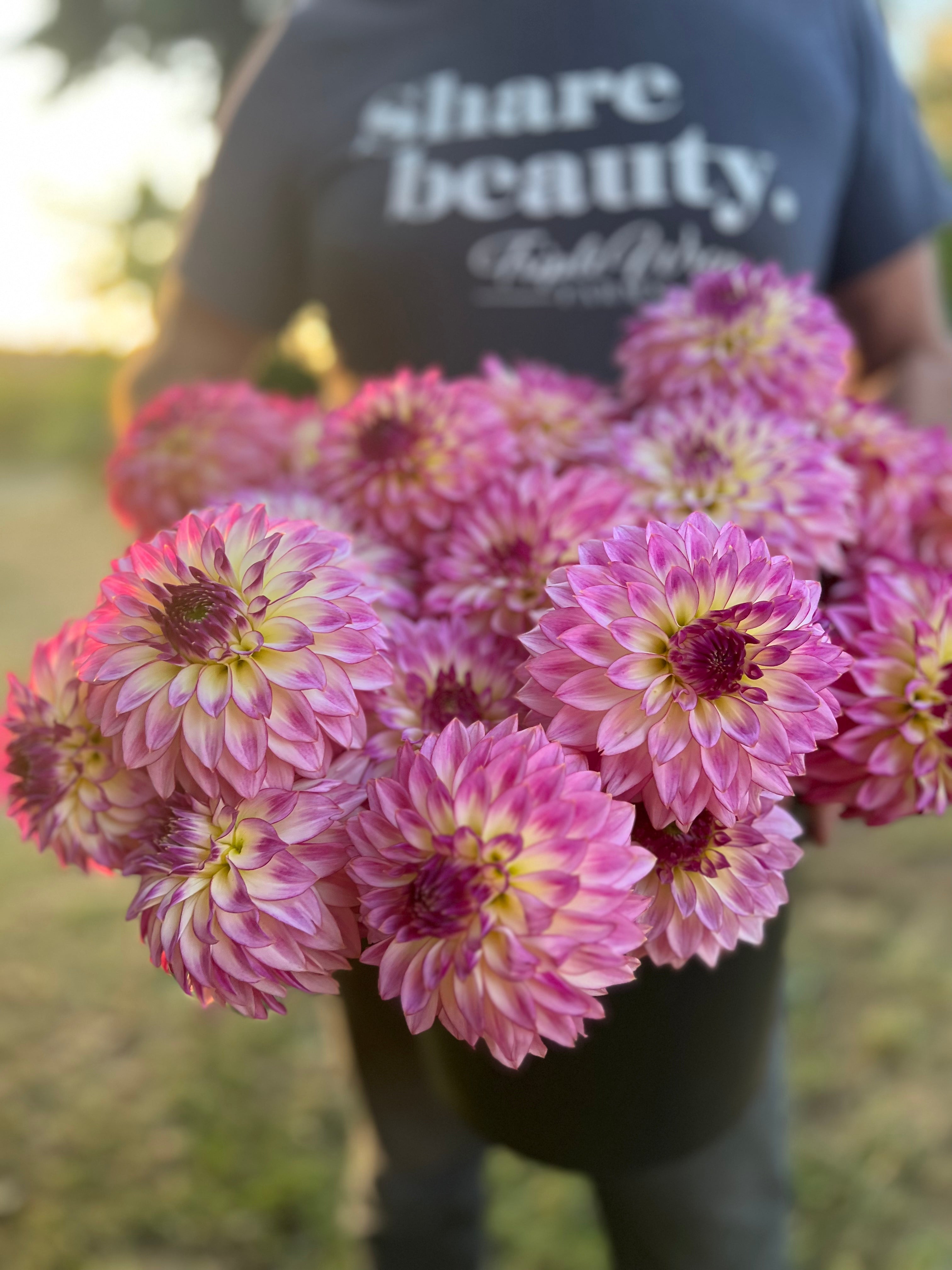 ＊Dahlia＊ページ Dahlia Kaishea Lea — Tailwind Farm Dahlias