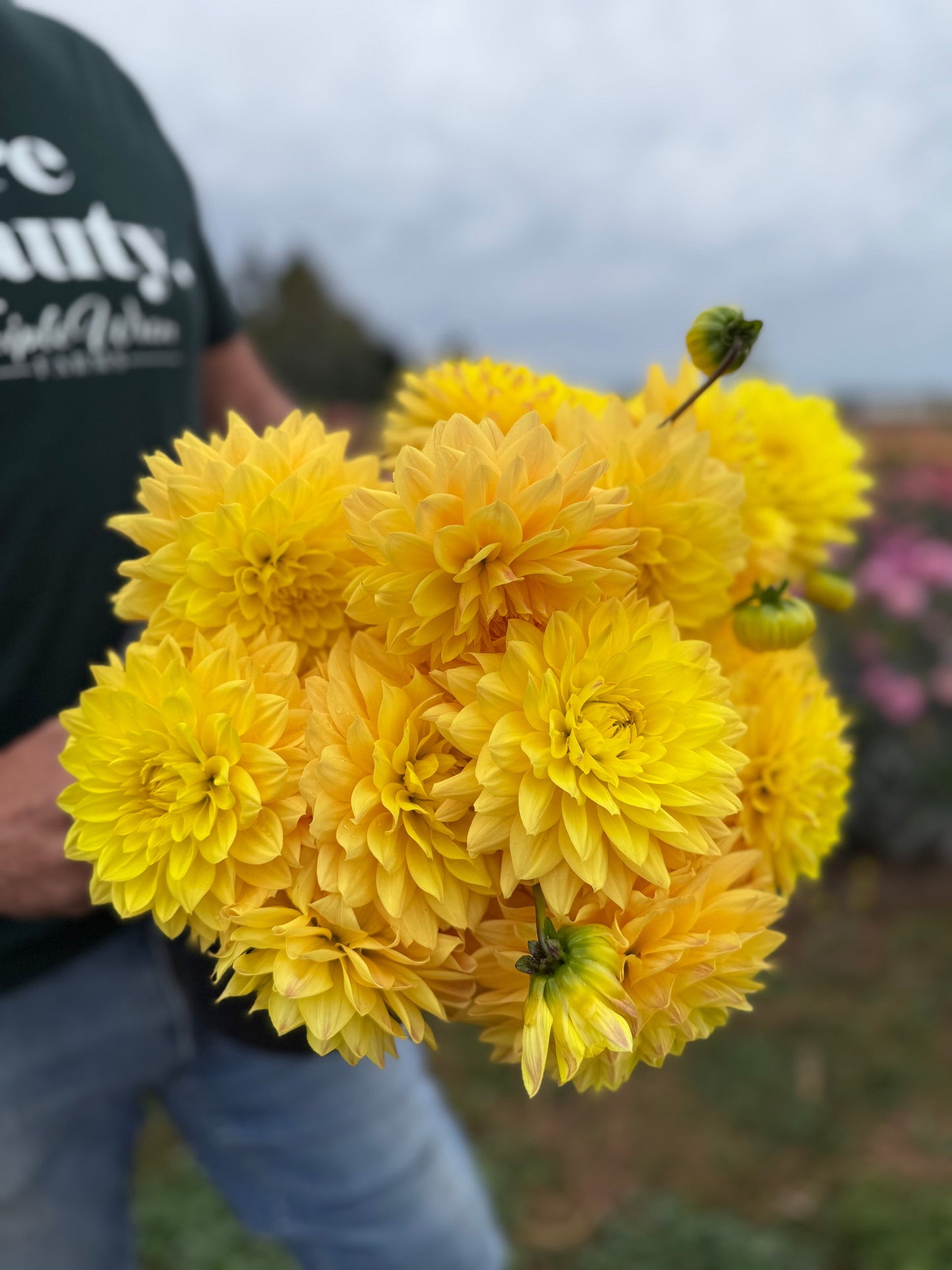 Bloomquist Butterscotch Dahlia Tuber