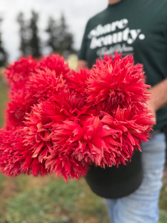 Bloomquist Fearless Dahlia Tuber