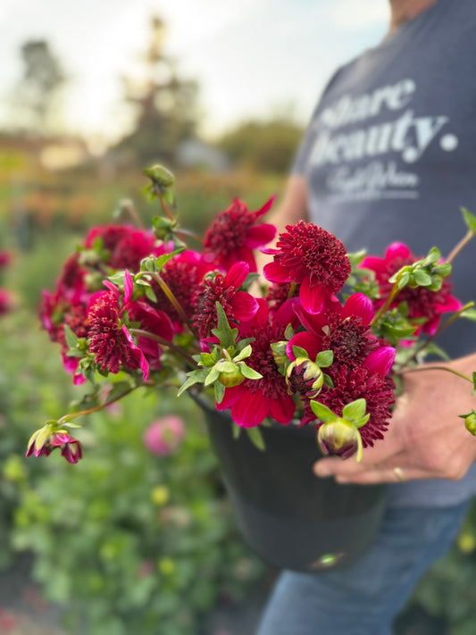 Bloomquist Larrie Ann Dahlia Tuber
