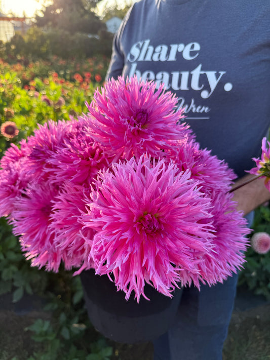 Bloomquist LouAnn Dahlia Tuber