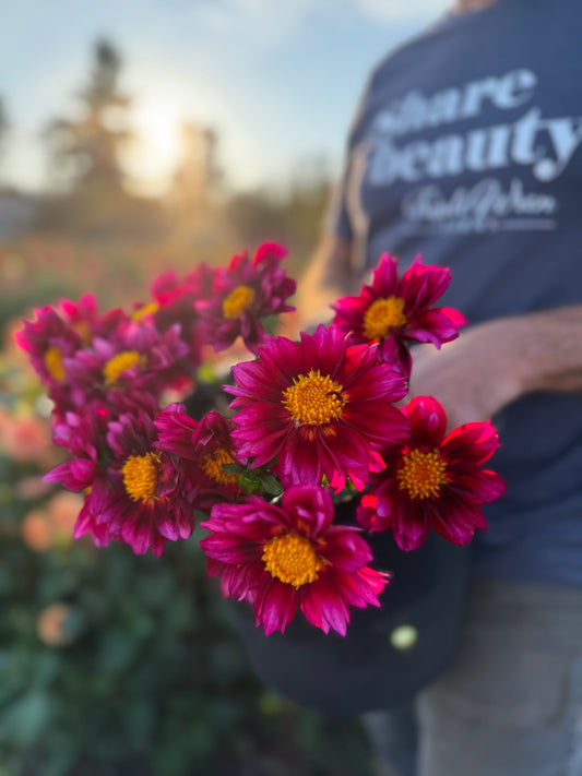 Bloomquist Night Owl Dahlia Tuber