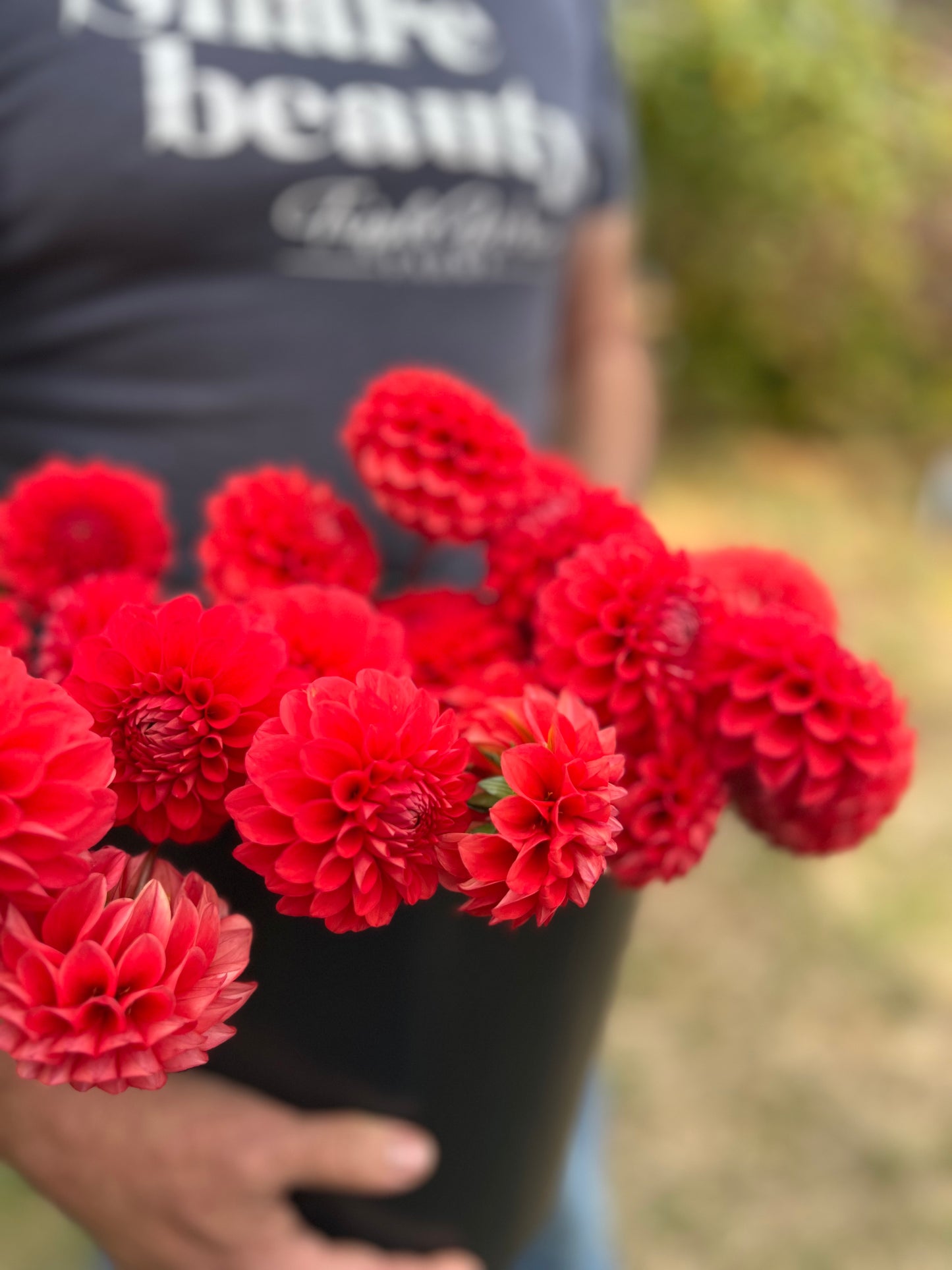 Bloomquist Divine Dahlia Tubers