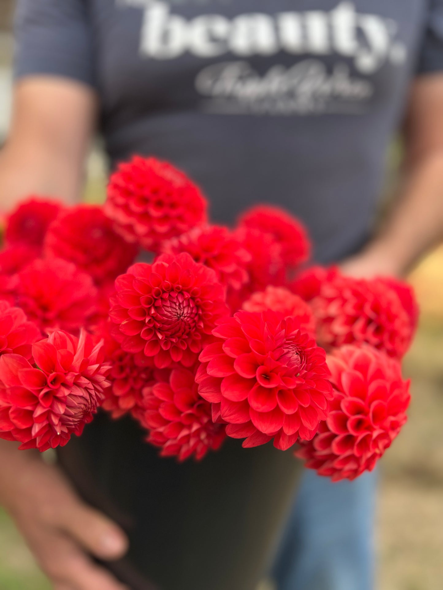 Buy Bloomquist Divine Dahlias from Triple Wren Farms