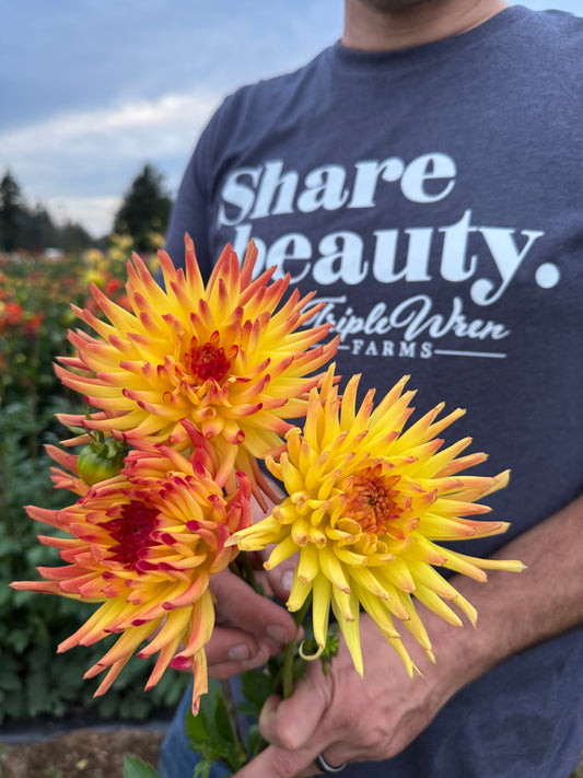 Buy Bloomquist Flashing dahlia tubers