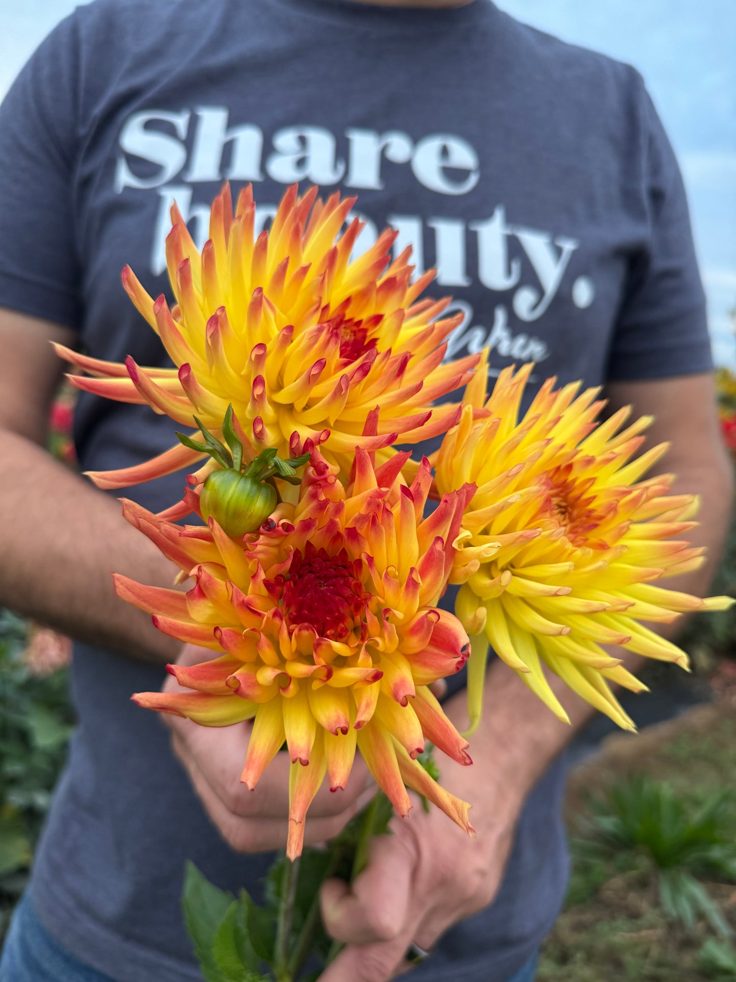 Buy Bloomquist Flashing dahlias from Triple Wren Farms