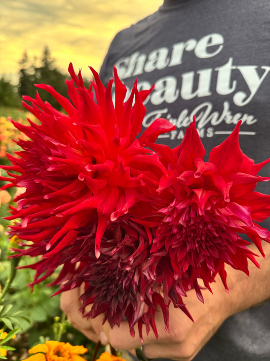 Bloomquist Staghorn Dahlia Tubers
