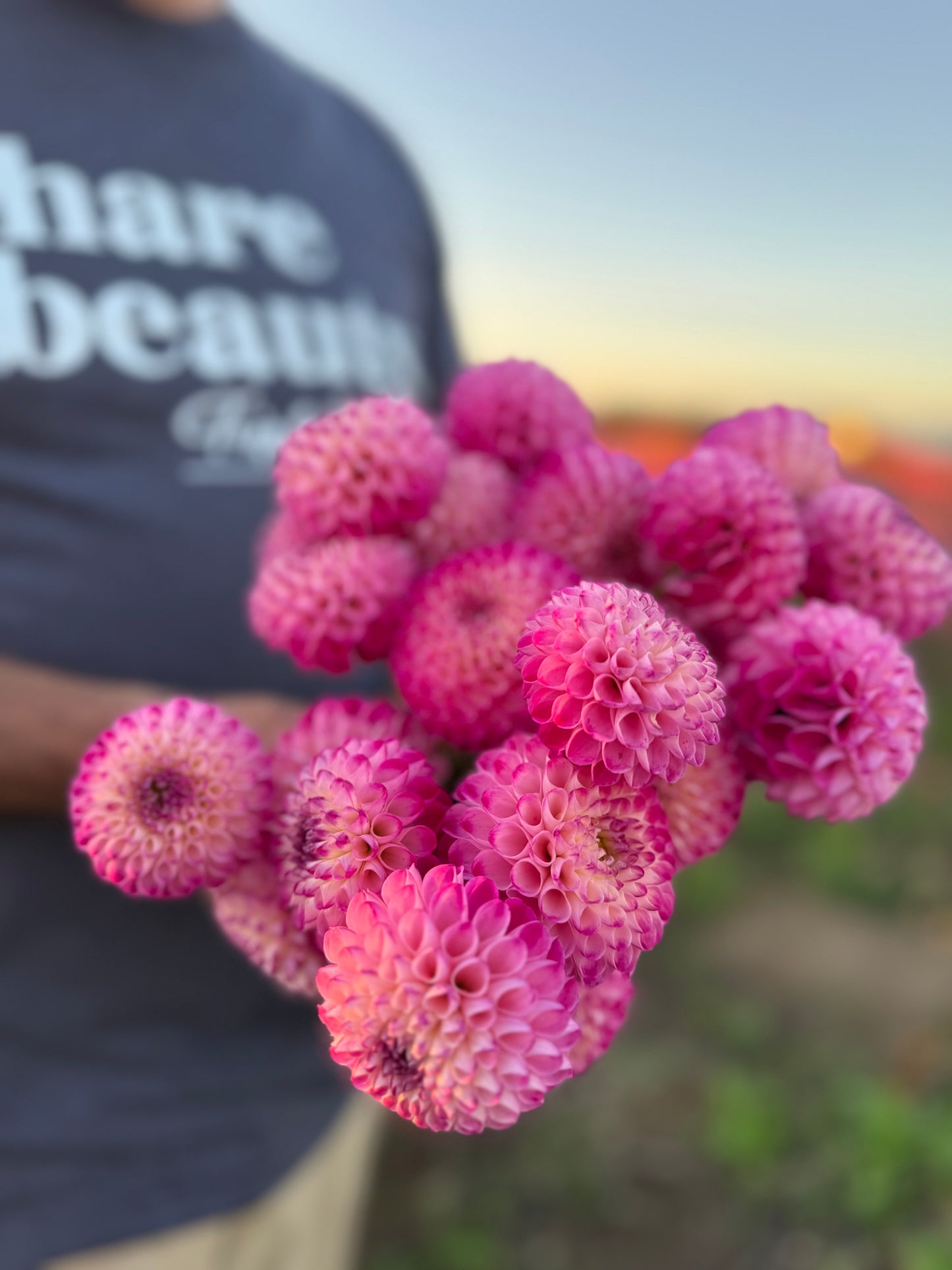 Buy Dahlias Triple Wren Farms