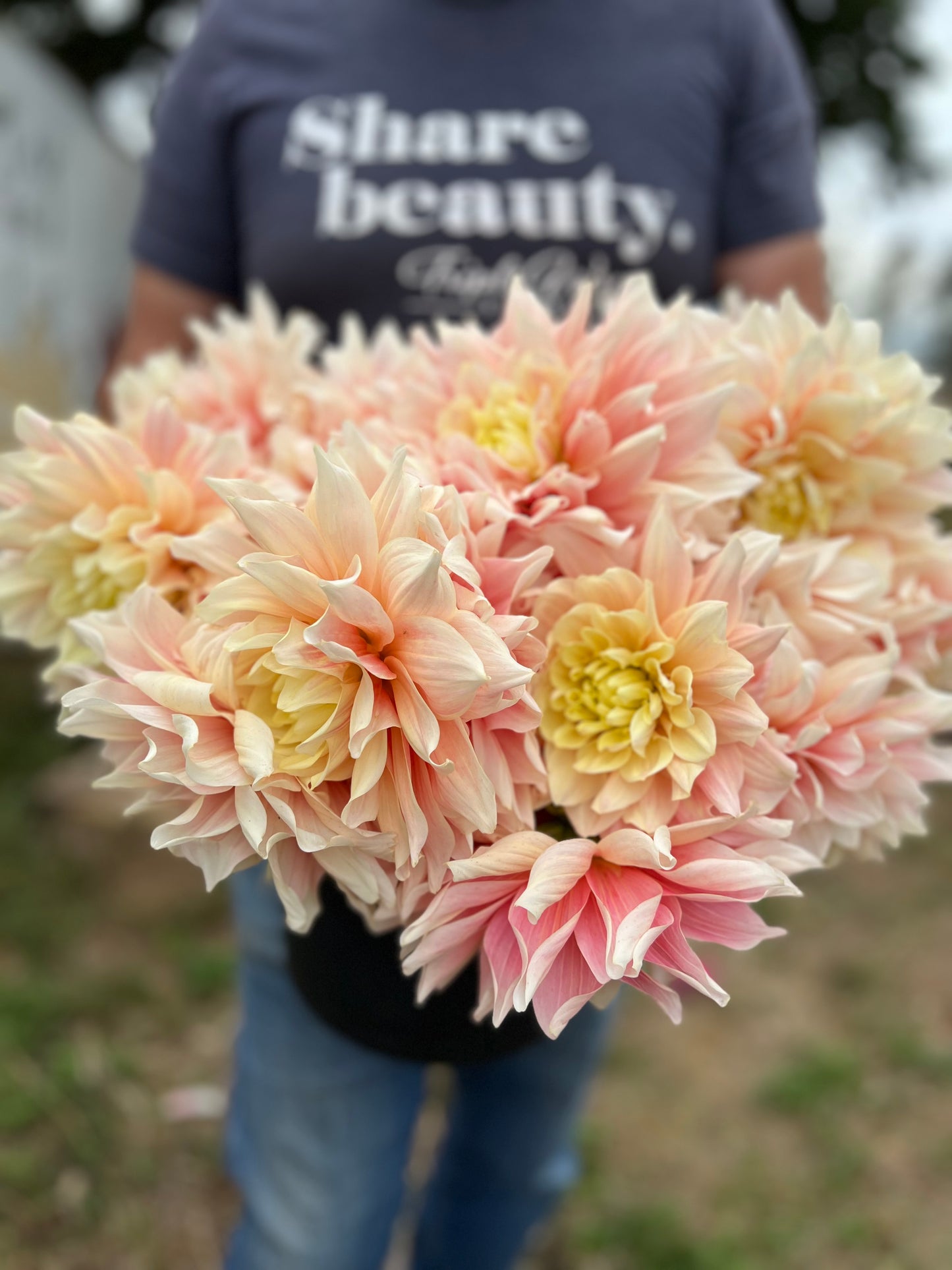 Pink and Blush and White and Cream and Light yellow Break Out Dahlia tubers from Triple Wren Farms