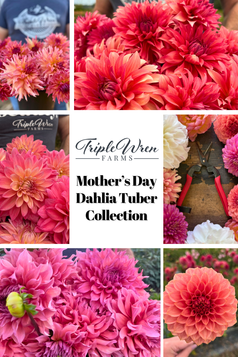 Mother's Day Dahlia Tuber Collection (Free Shipping!)