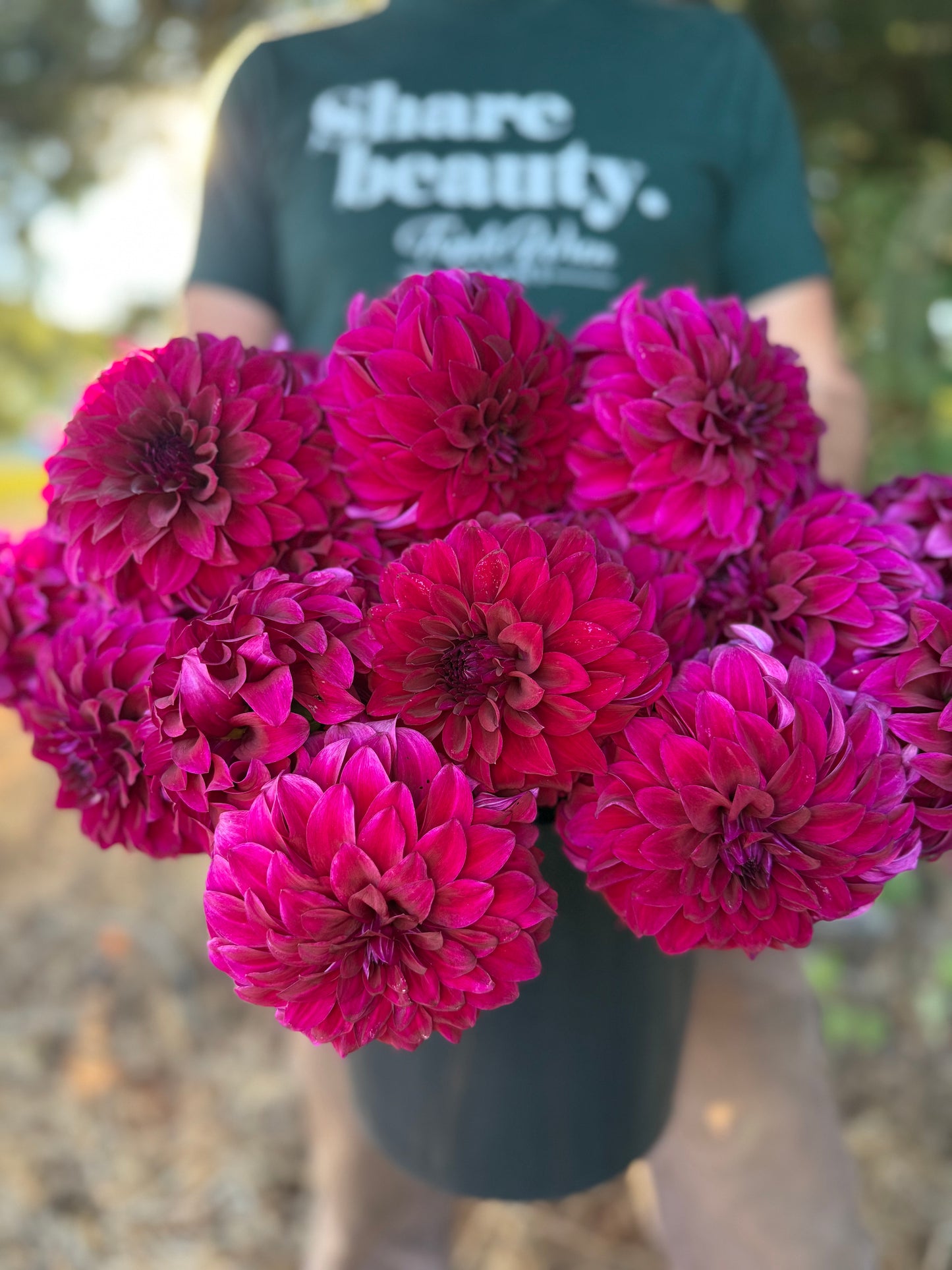 A person outdoors holding a large bouquet of vibrant purple dahlias in a dark pot. The person is wearing a dark green t-shirt with the text 'share beauty.