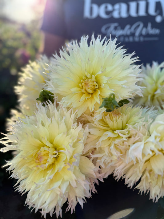 Citron du Cap Dahlia Tuber