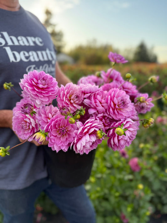 Sandia Molly Dahlia Tuber