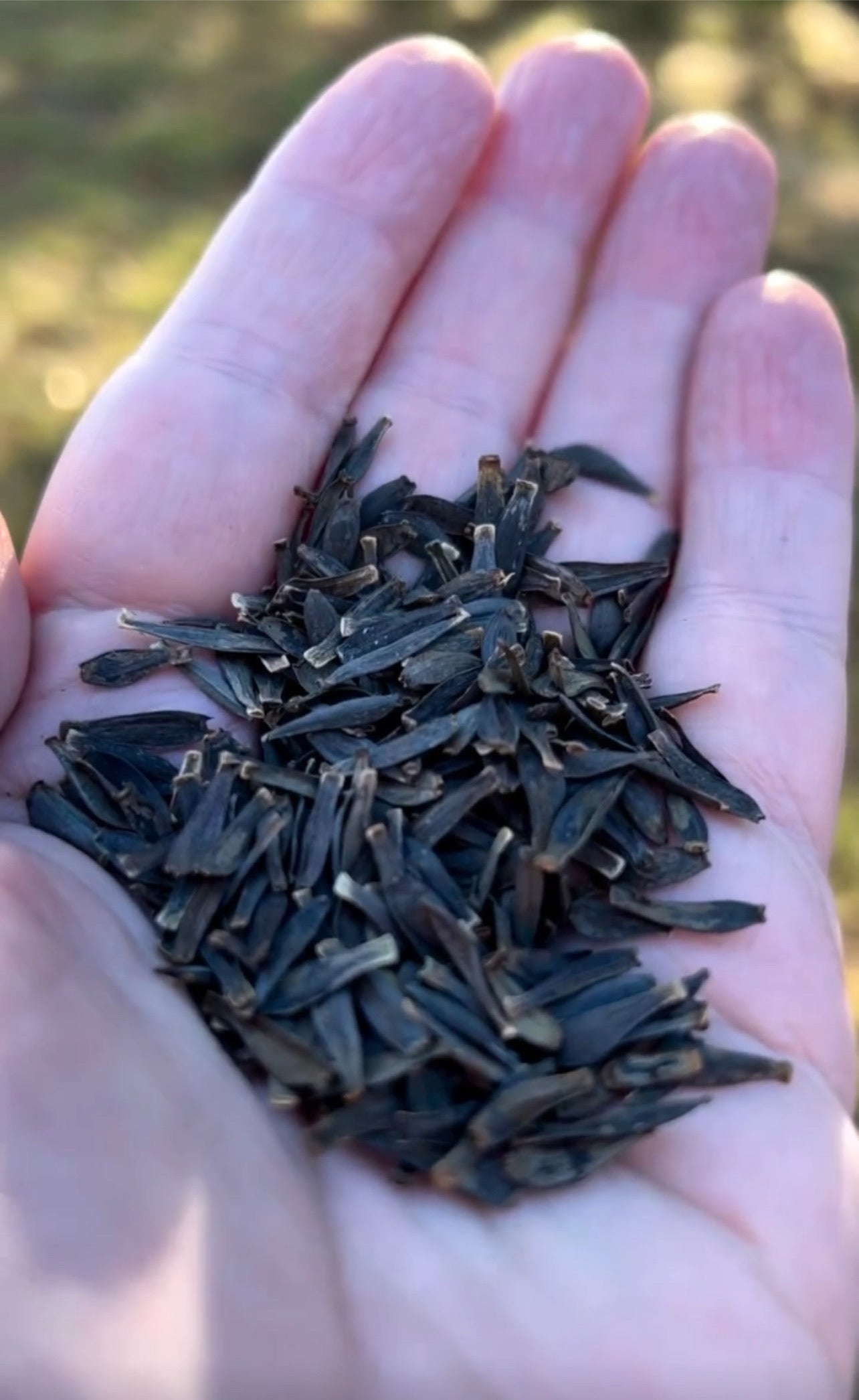 Handful of black seeds that grow dahlias