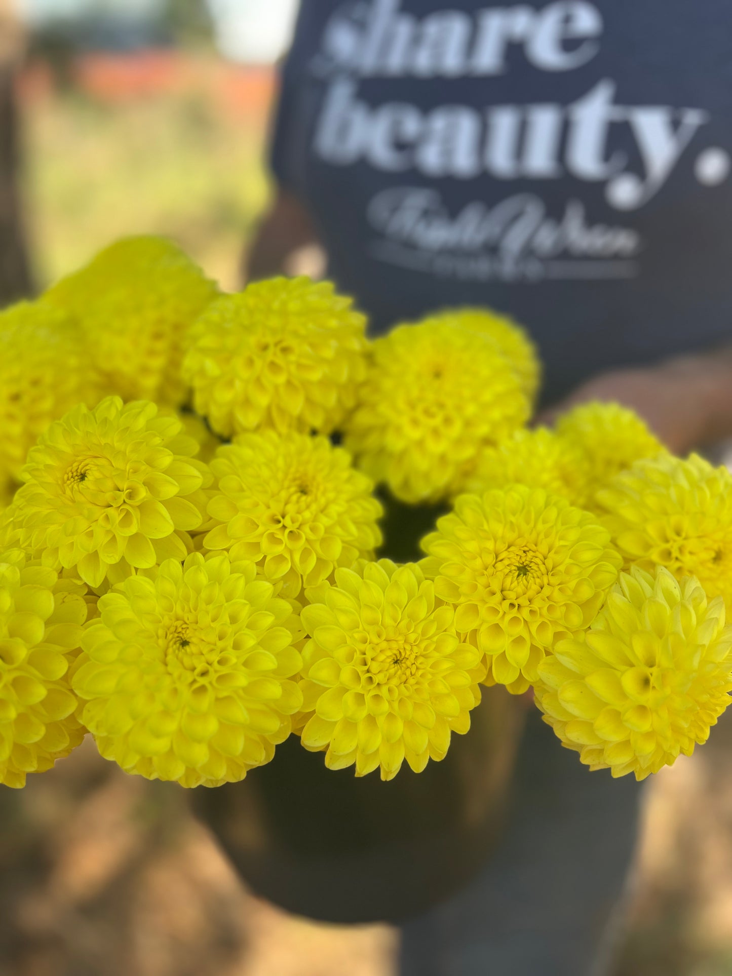 buy Bloomquist Sandy Dahlia Tubers from Triple Wren Farms for your home garden