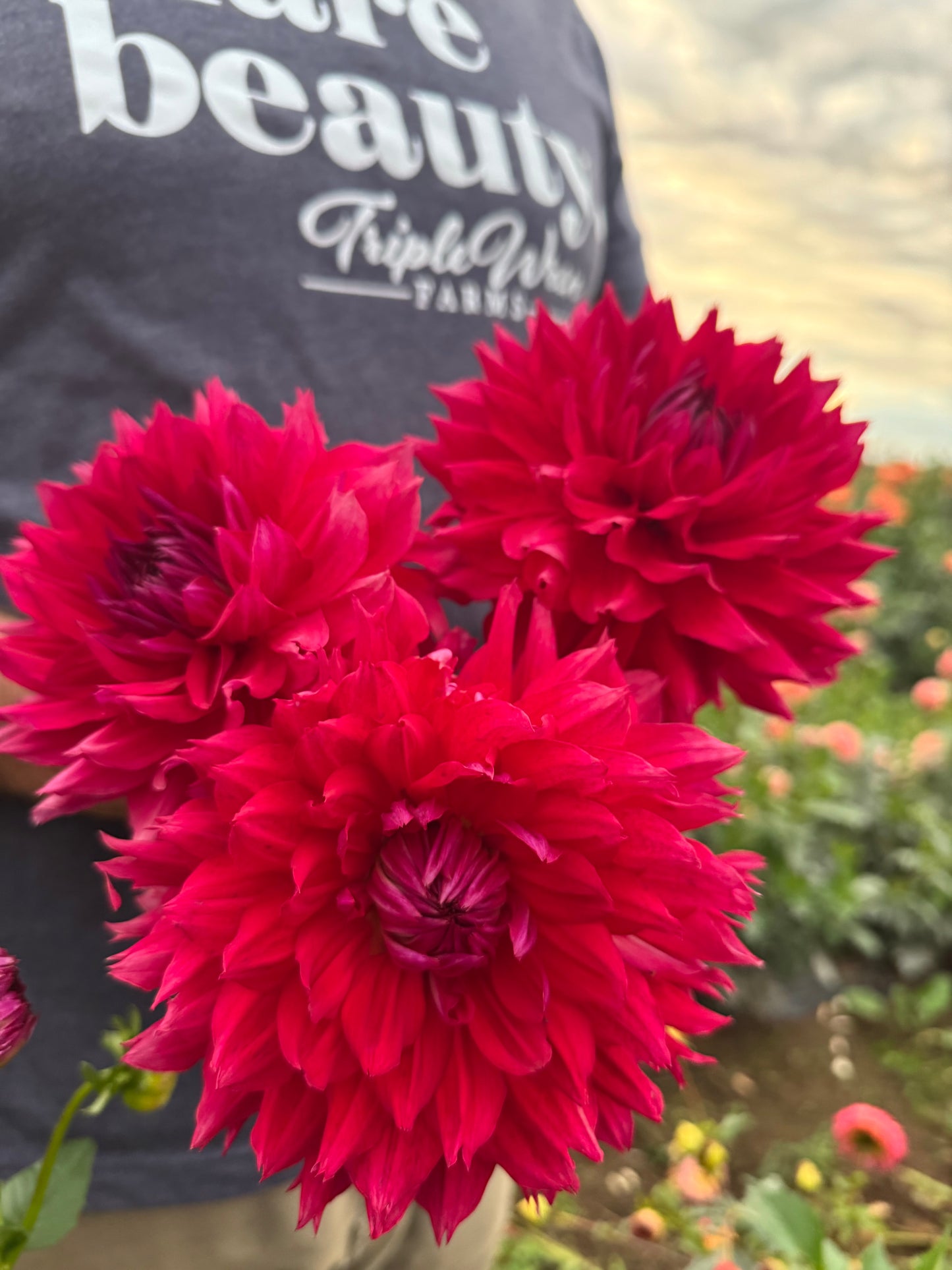 Elks Lips on Fire Dahlia Tubers from Triple Wren Farms