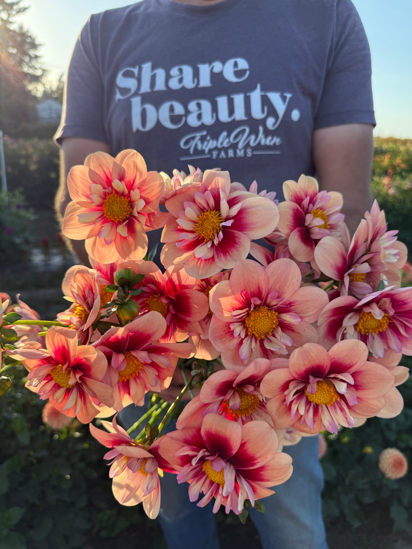 Rhubarb and Custard Dahlia Tuber