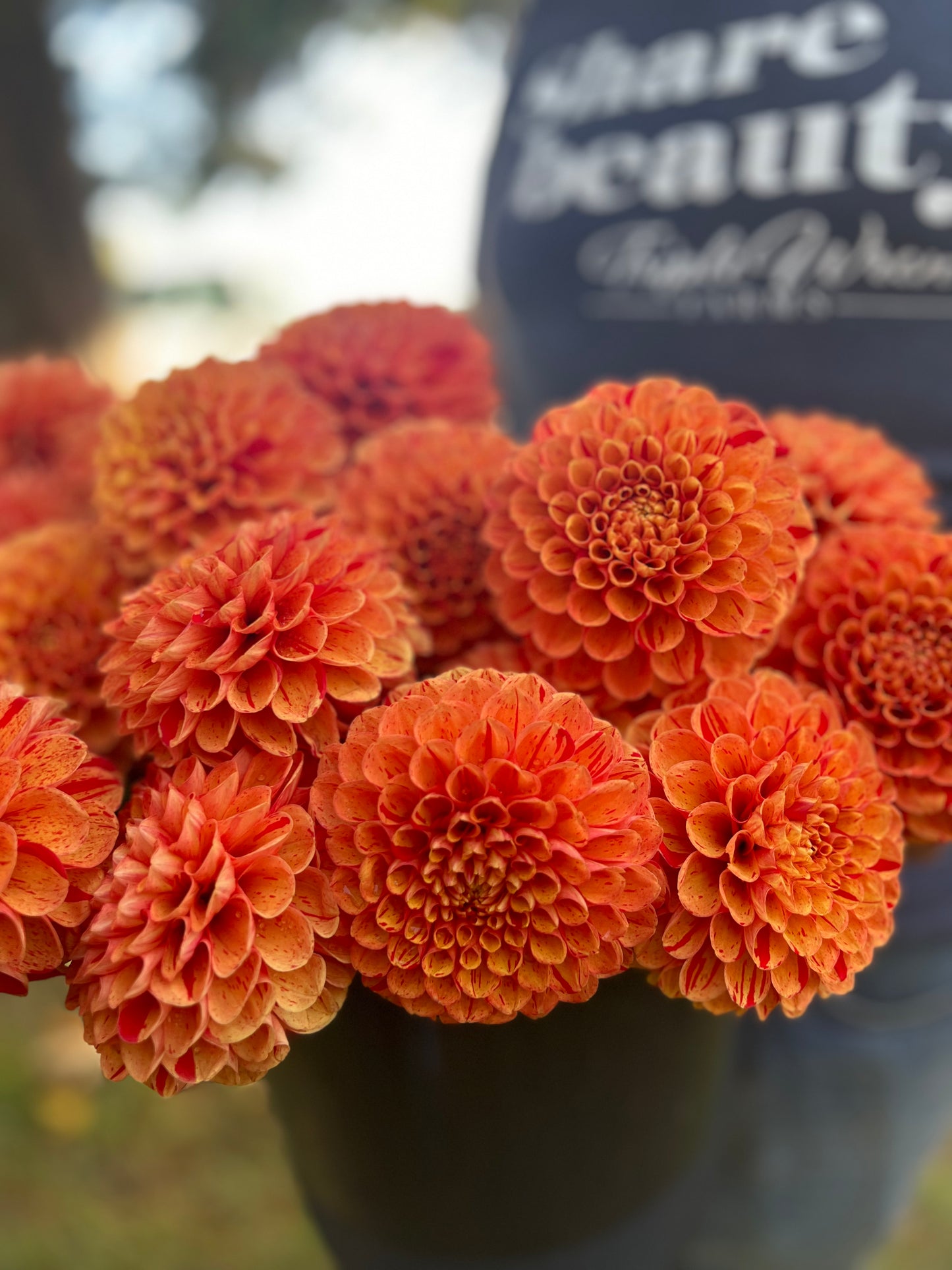 AC Firefly dahlia tubers from Triple Wren Farms