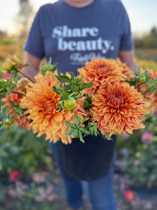 Ferncliff Solar Flare Dahlia Tuber