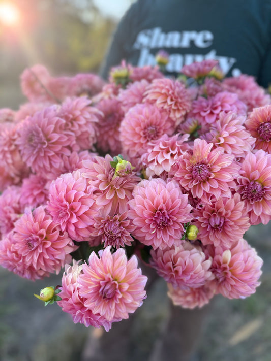 A close-up of a bouquet of pink dahlia flowers in full bloom, held by a person wearing a dark green t-shirt with 'share beauty.' printed on the chest.