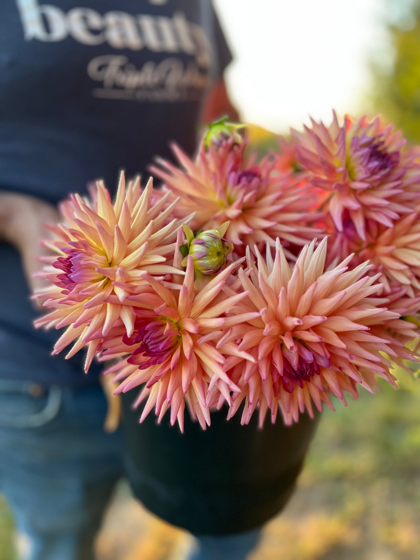 Bloomquist Attention dahlia tubers from Triple Wren Farms