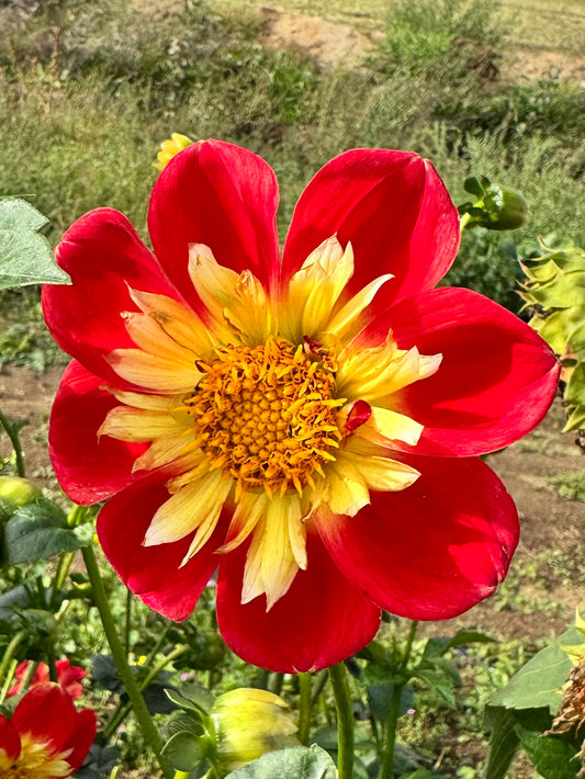 Red and yellow flower in a garden setting