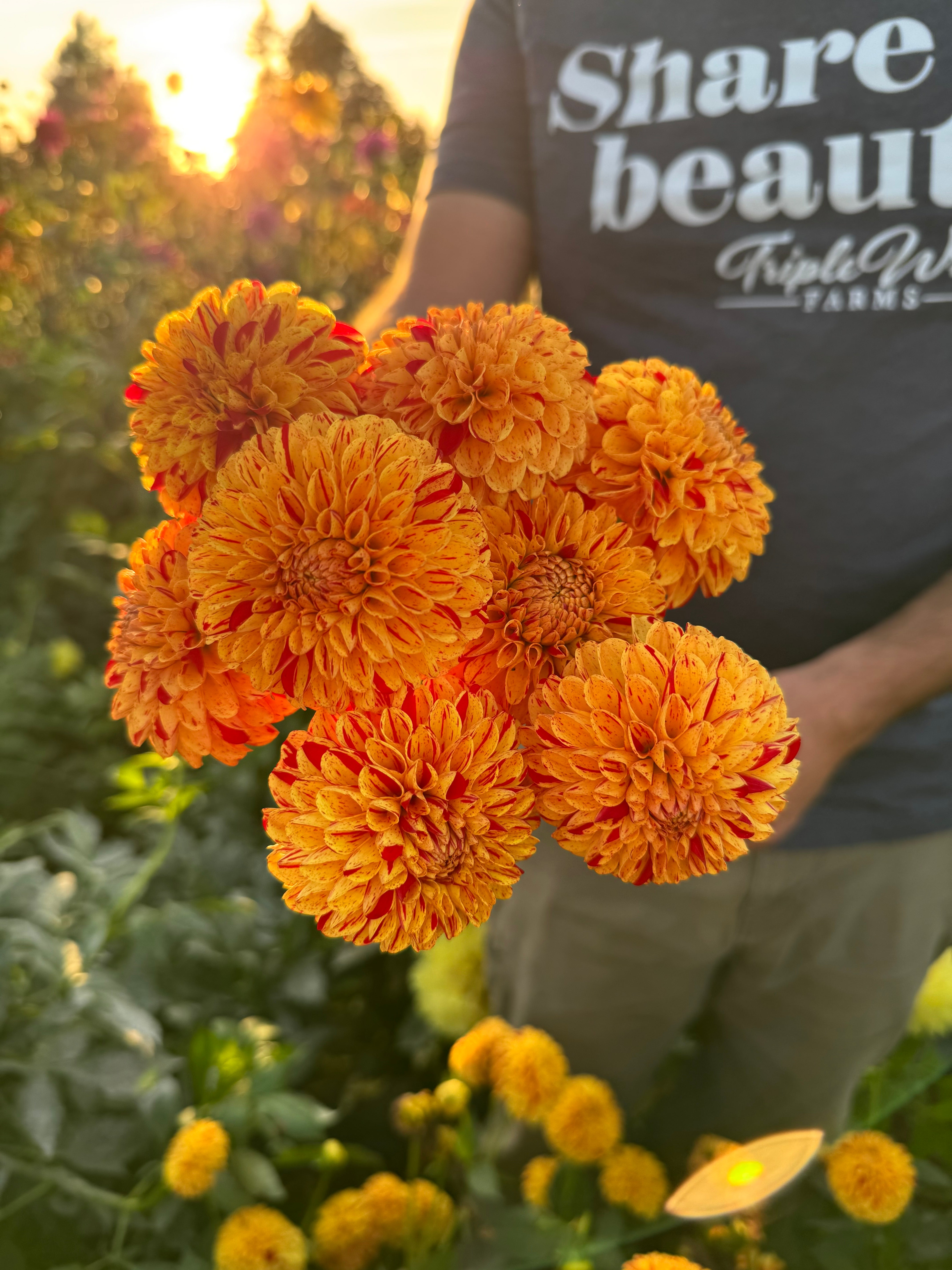 Hollyhill Spreckles Dahlia Tuber – Triple Wren Farms