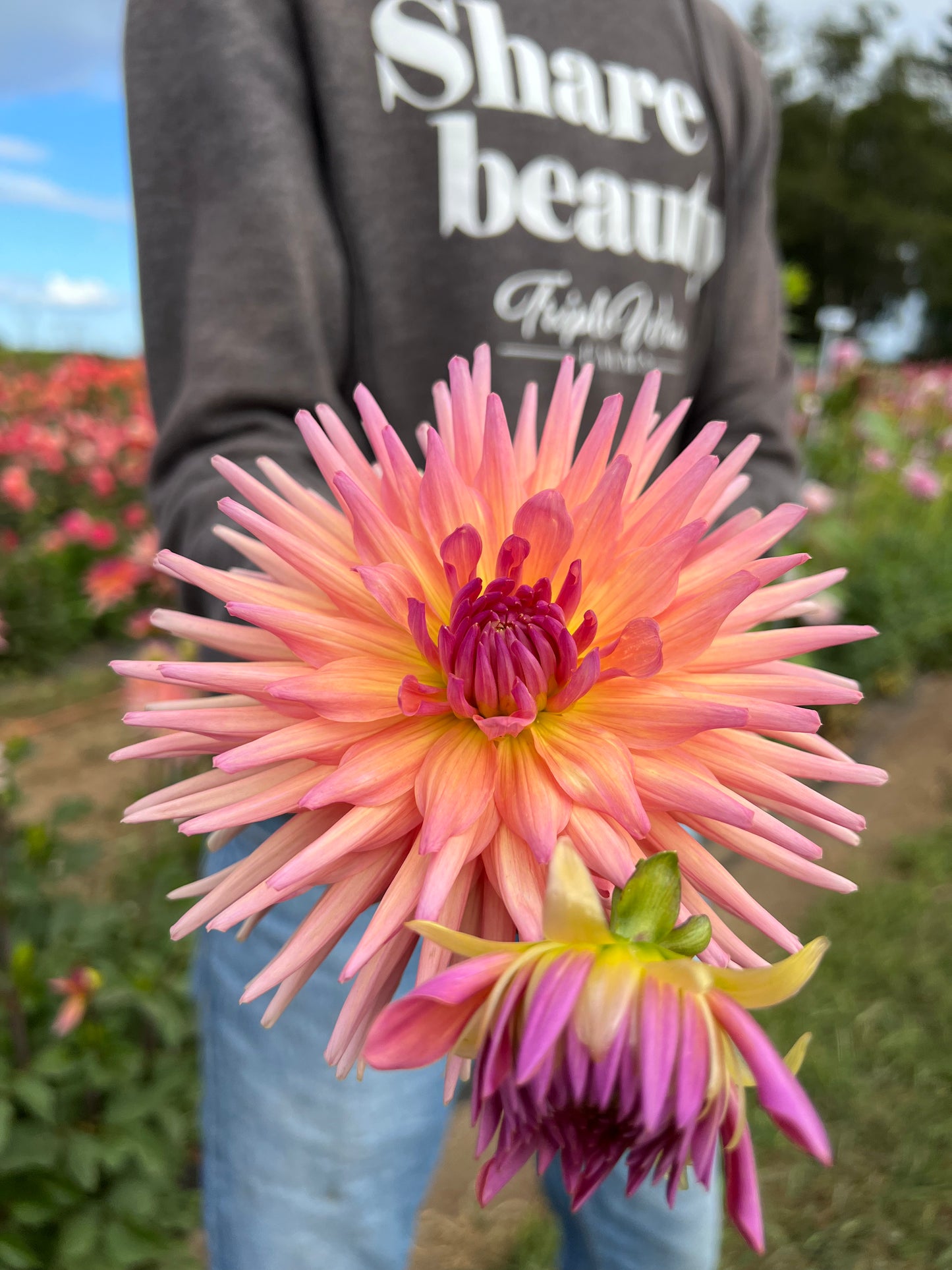 buy Bloomquist Attention dahlia tubers from Triple Wren Farms for your home garden