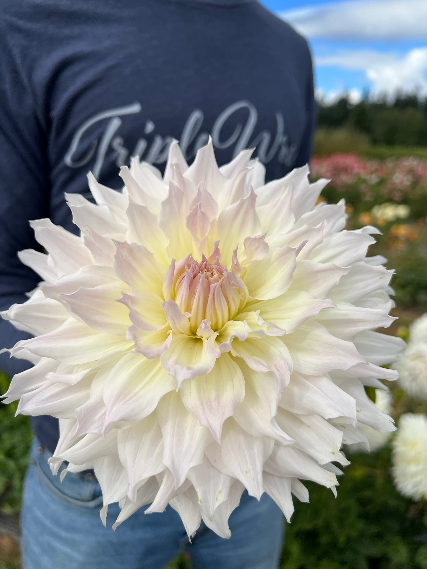 buy KA's Cloud Dahlia Tubers from Triple Wren Farms for your home garden
