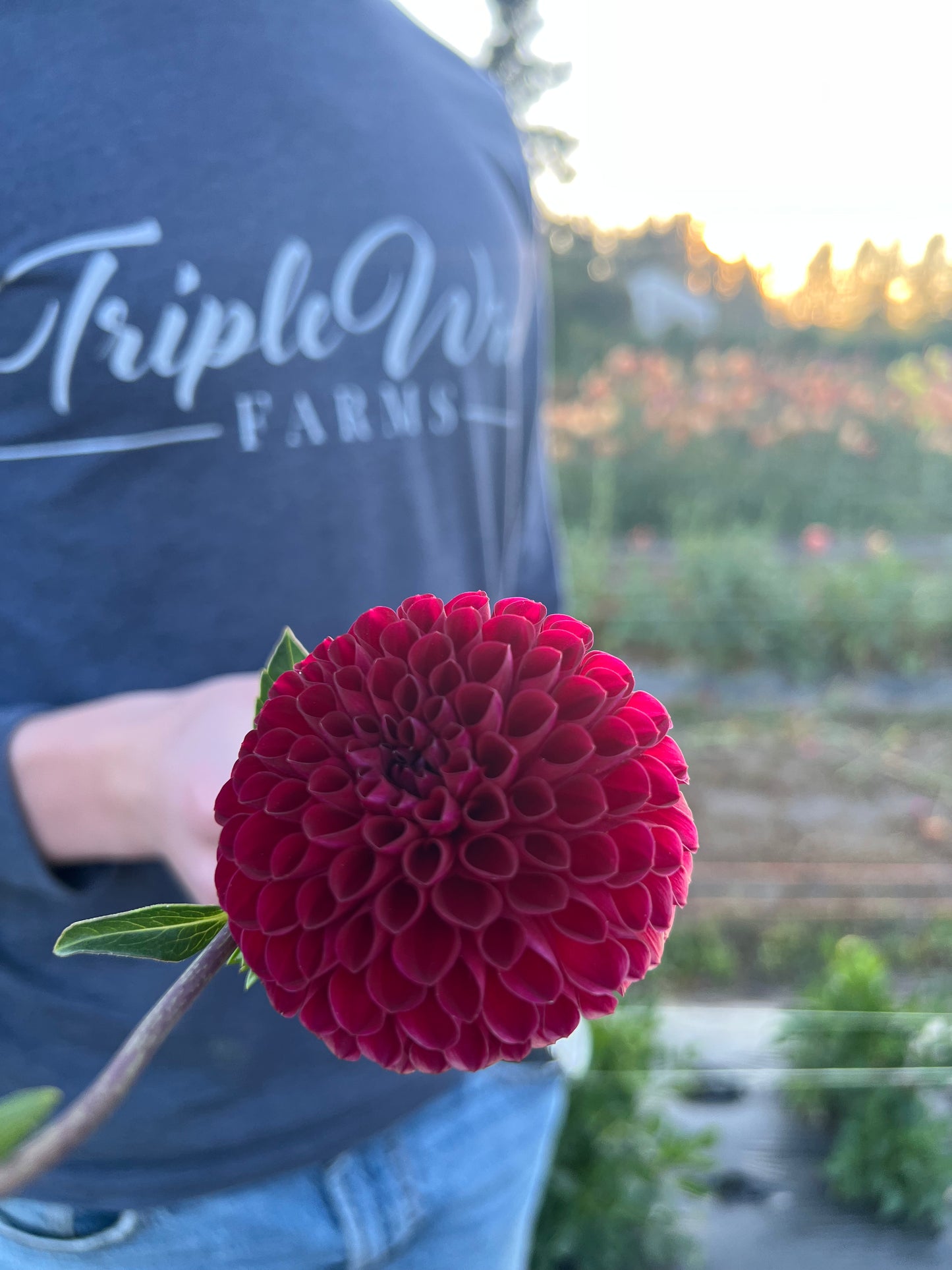 buy Bloomquist Darrell dahlia tubers from Triple Wren Farms for your home garden