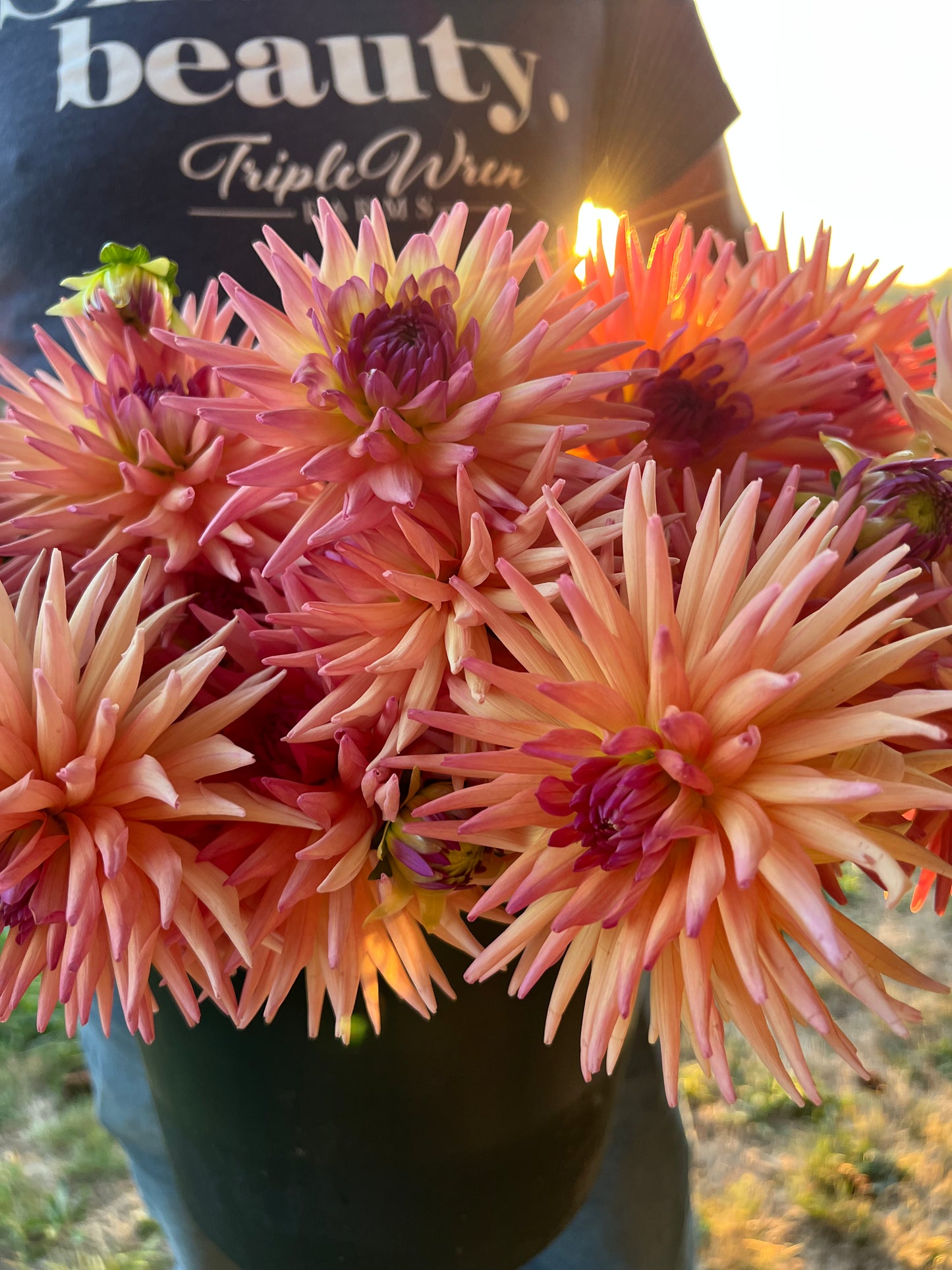 Peach and Orange and Plum and Purple and Light Yellow and Pink dahlia tubers Bloomquist Attention from Triple Wren Farms
