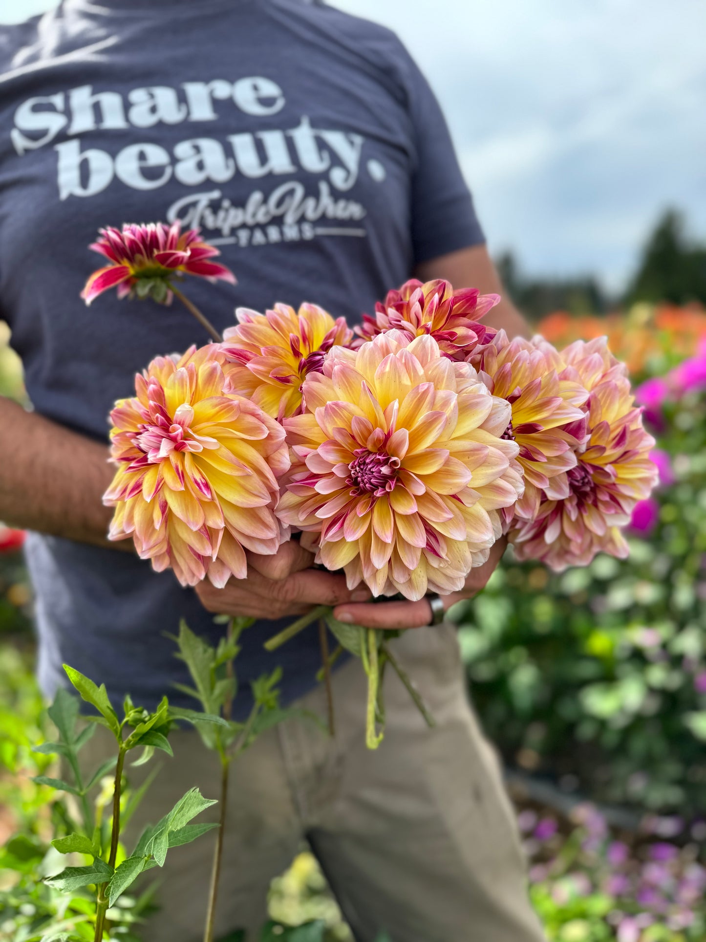 Caribbean Fantasy Dahlia Tuber